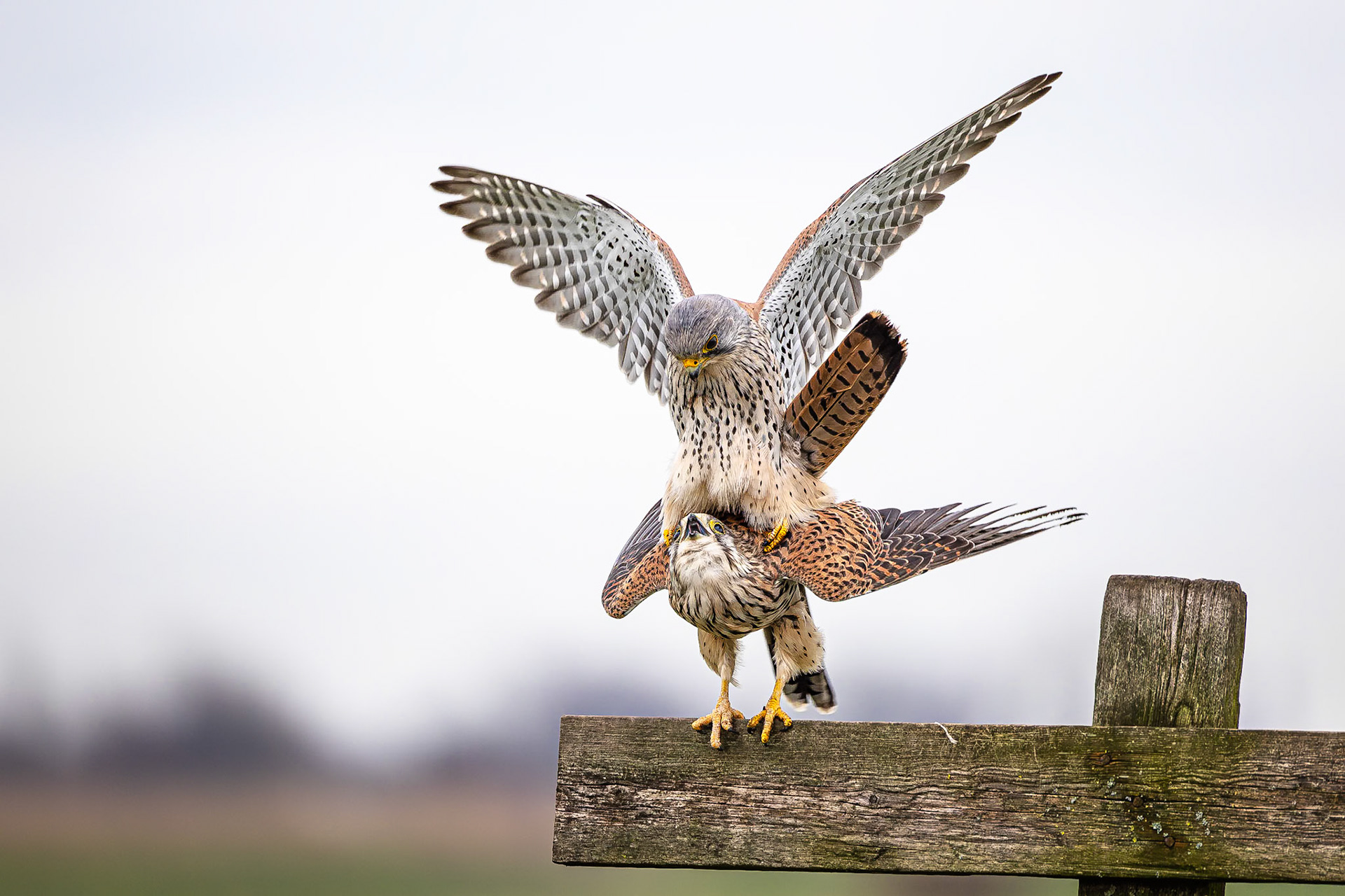 Torenvalk / Common kestrel (Falco tinnunculus)
