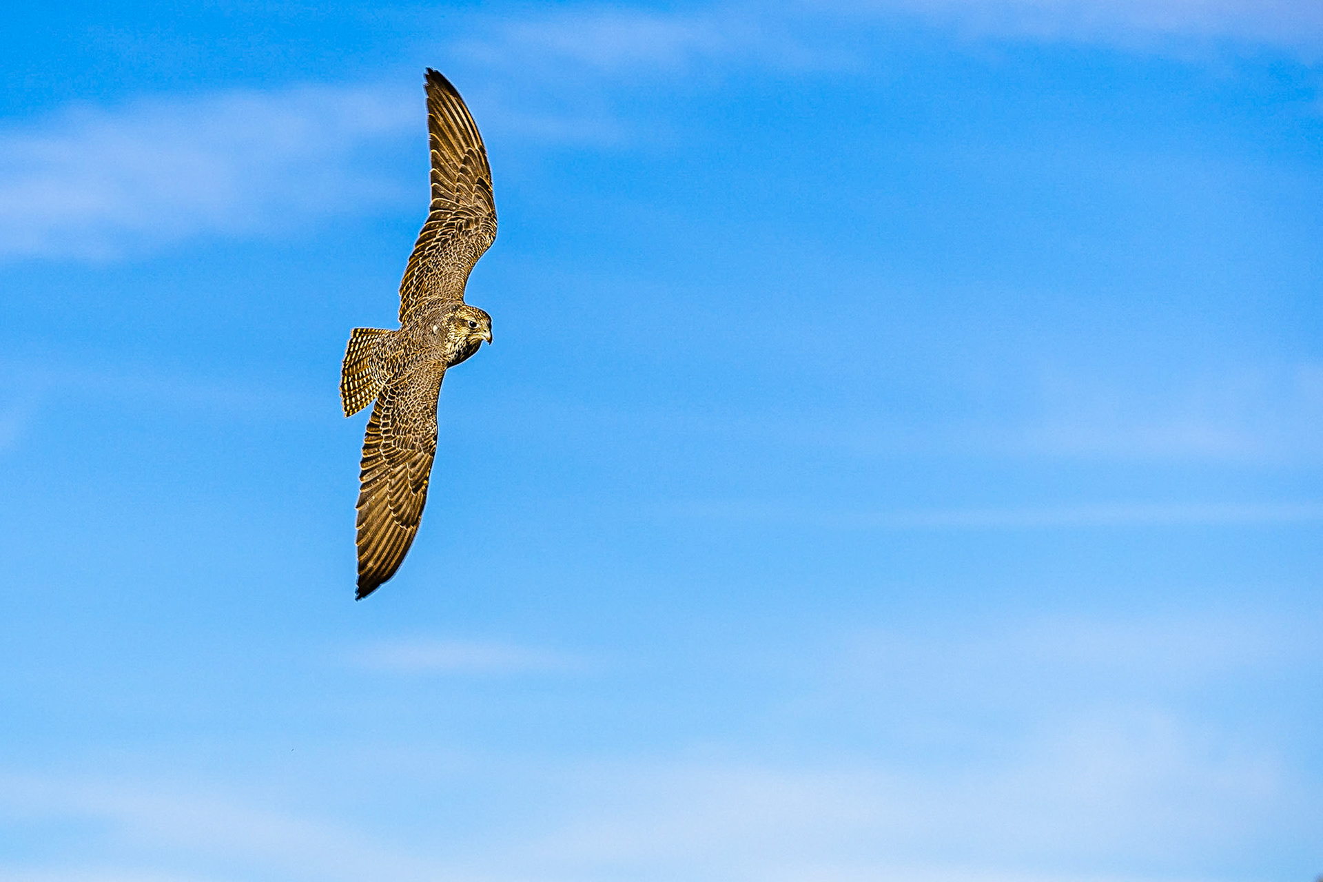 Sakervalk / Saker falcon (Falco cherrug)