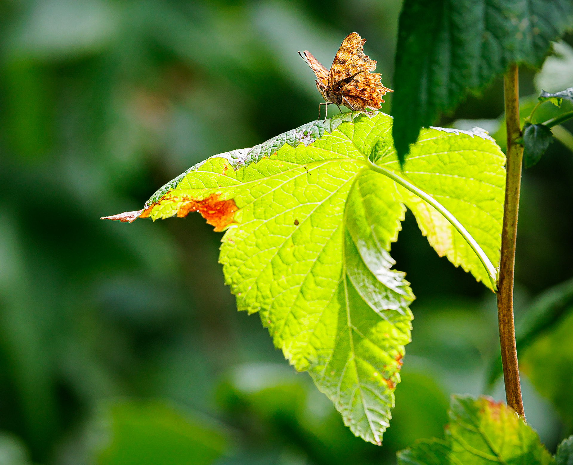 Gehakkelde aurelia / Comma (Polygonia c-album)