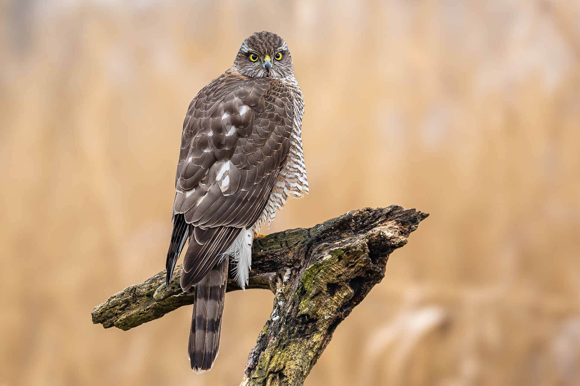 Sperwer / Eurasian sparrowhawk (Accipiter nisus)