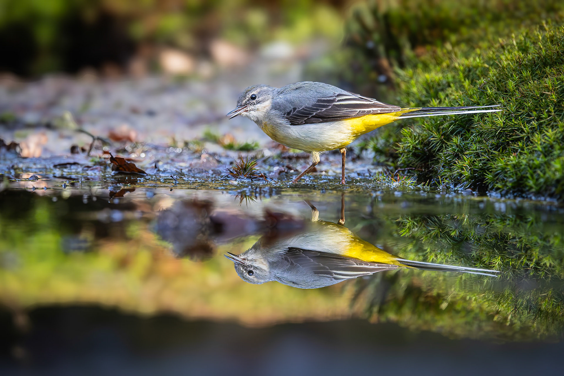 Grote Gele Kwikstaart / Grey Wagtail (Motacilla cinerea)