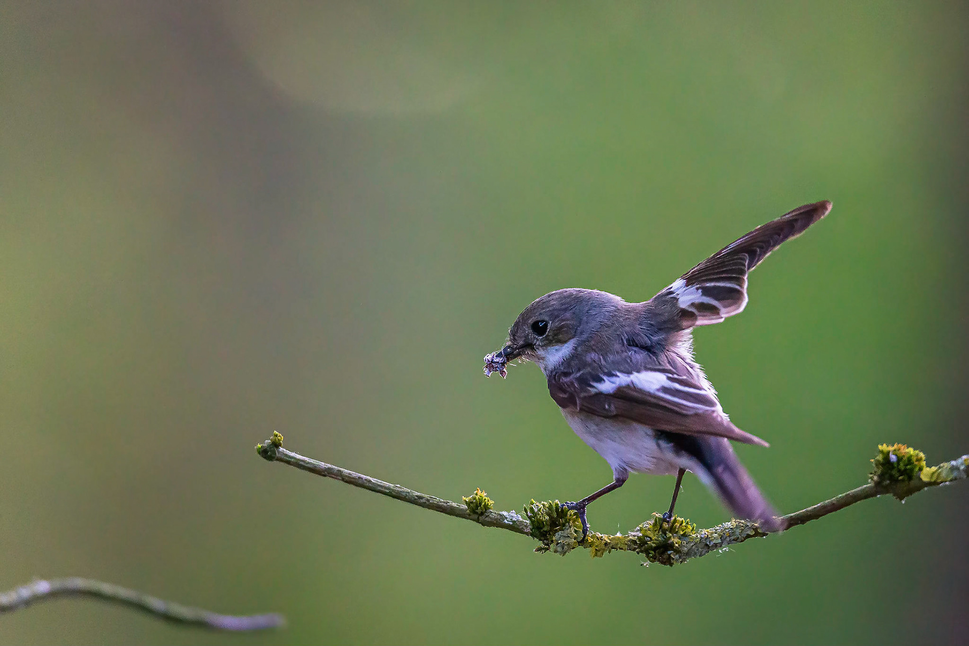 Bonte vliegenvanger / European pied flycatcher (Ficedula hypoleuca)