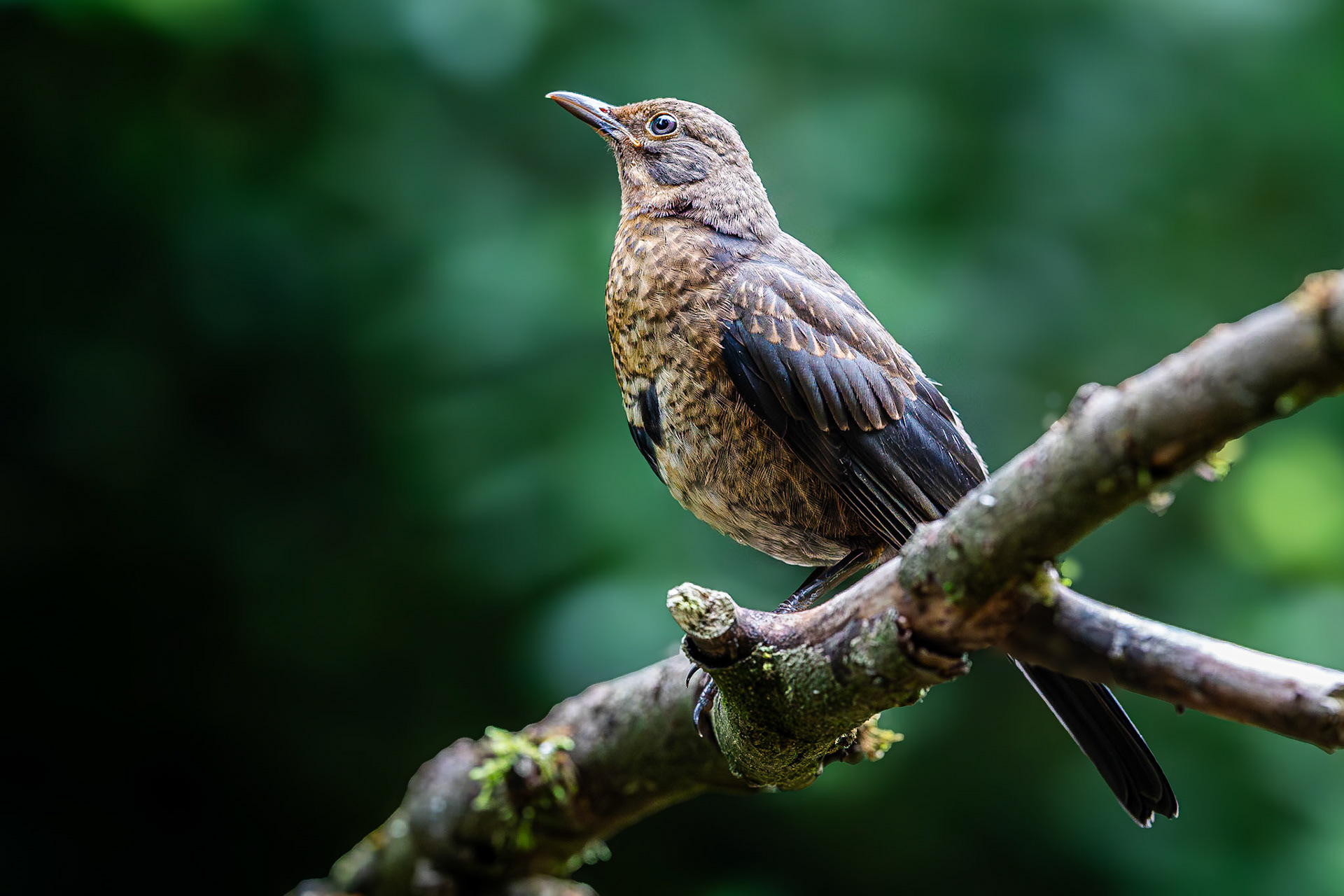 Merel / Common Blackbird (Turdus merula)