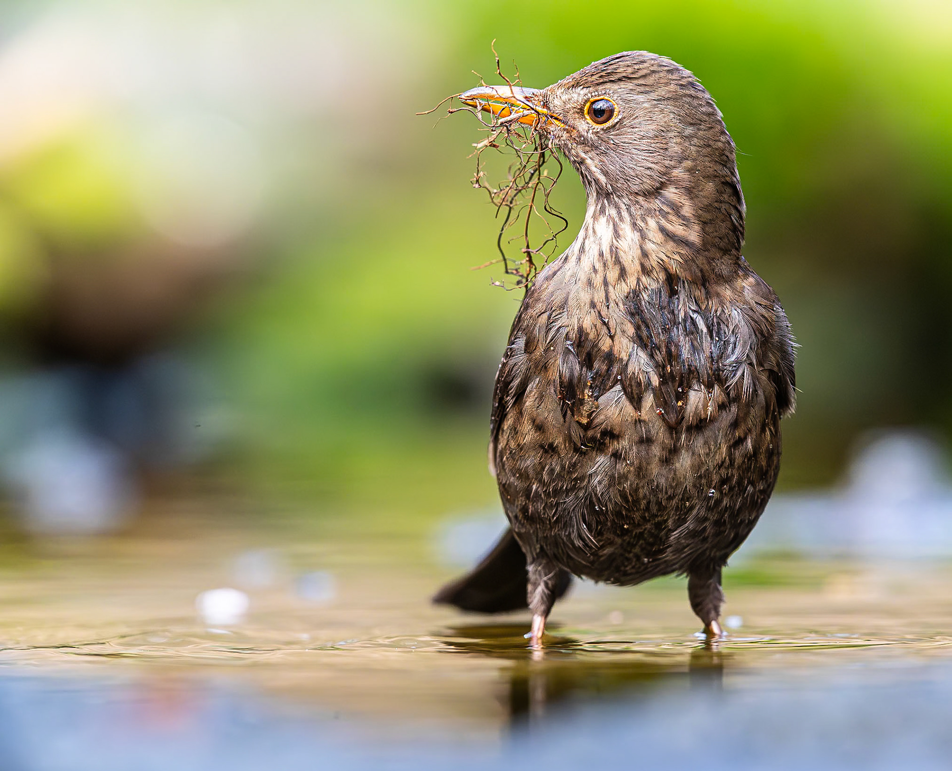 Merel / Common Blackbird (Turdus merula)