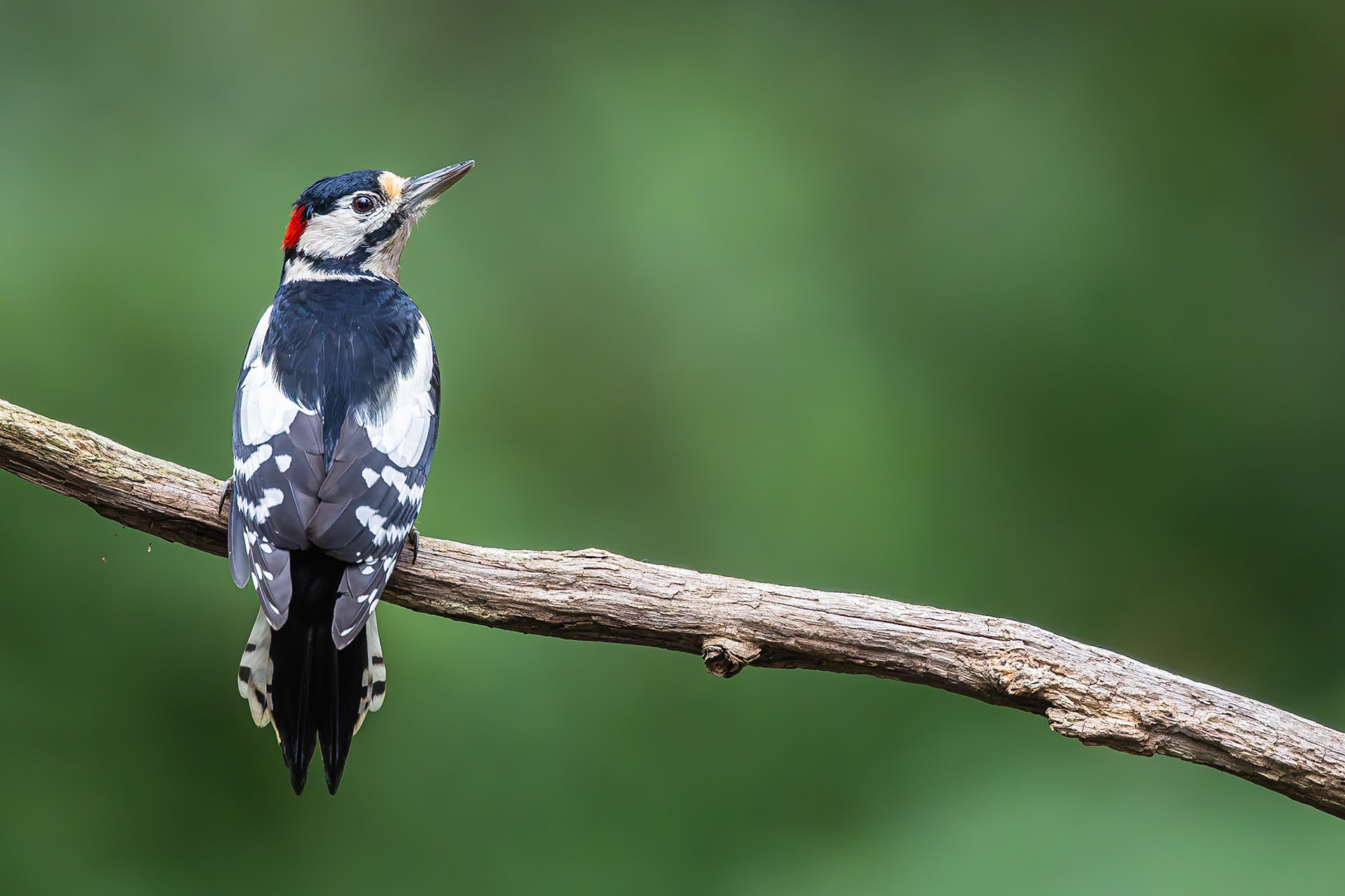 Grote bonte specht / Great spotted woodpecker (Dendrocopos major)