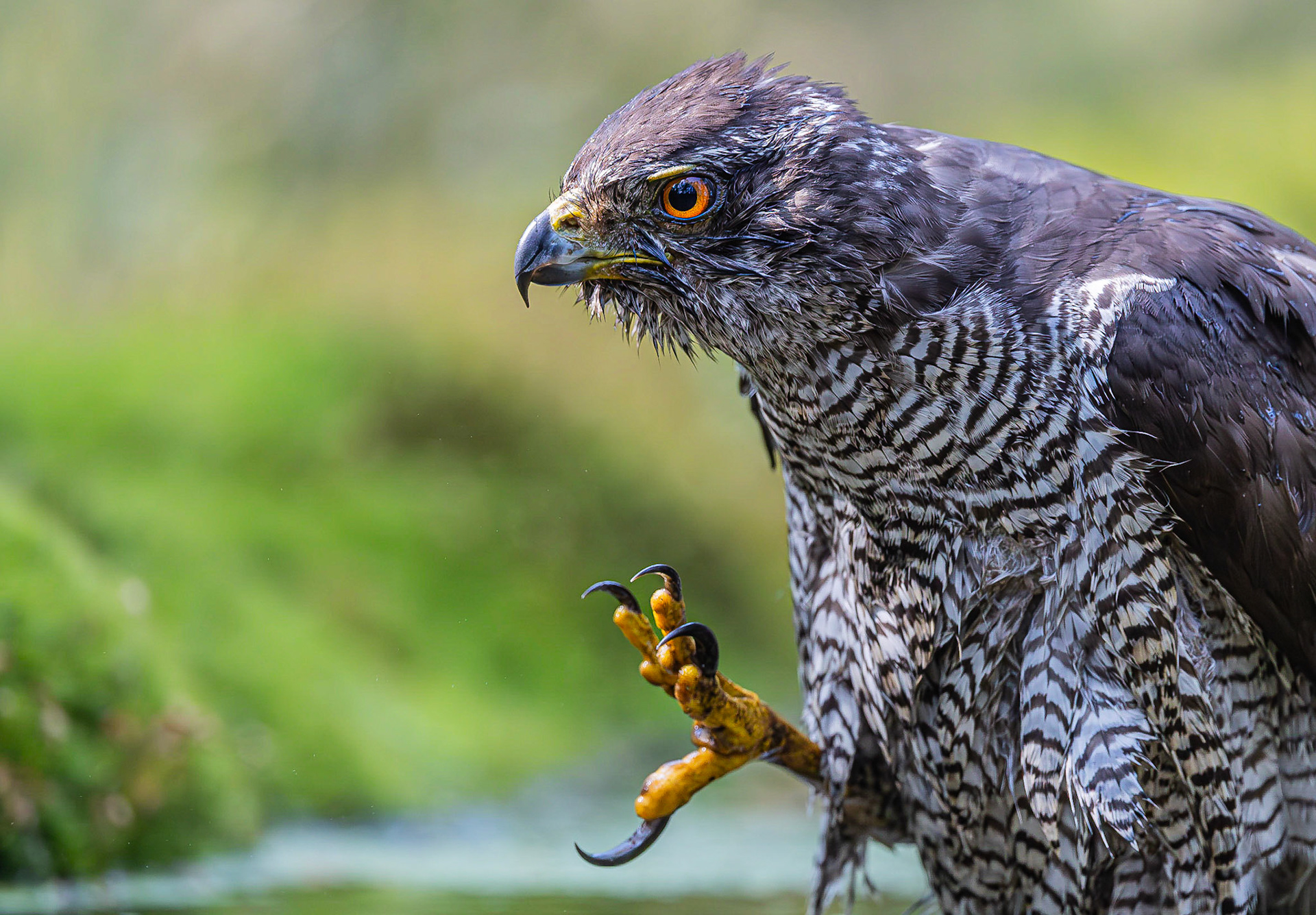 Havik / Northern Goshawk (Accipiter gentilis)