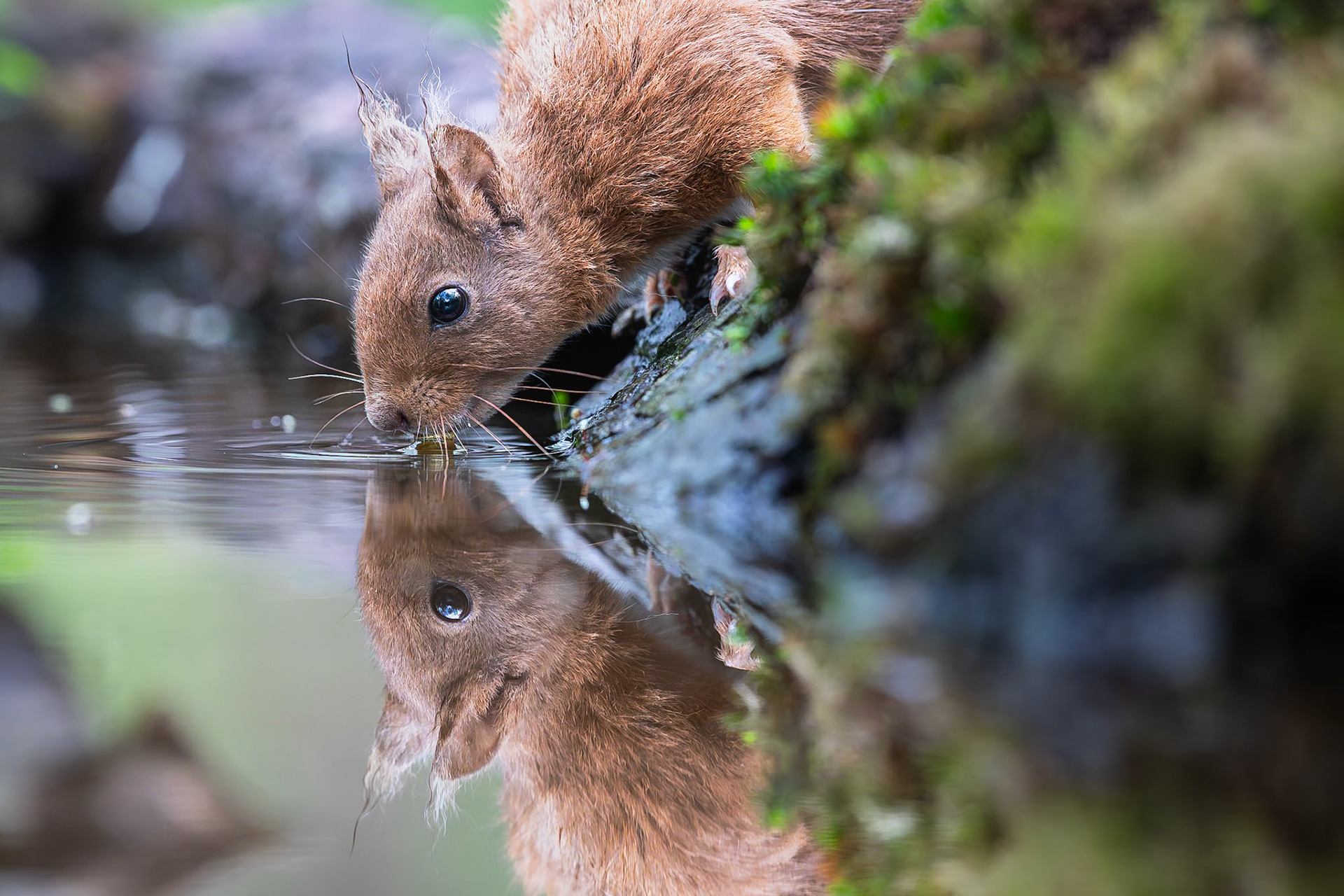 Eekhoorn / Eurasian red squirrel (Sciurus vulgaris)