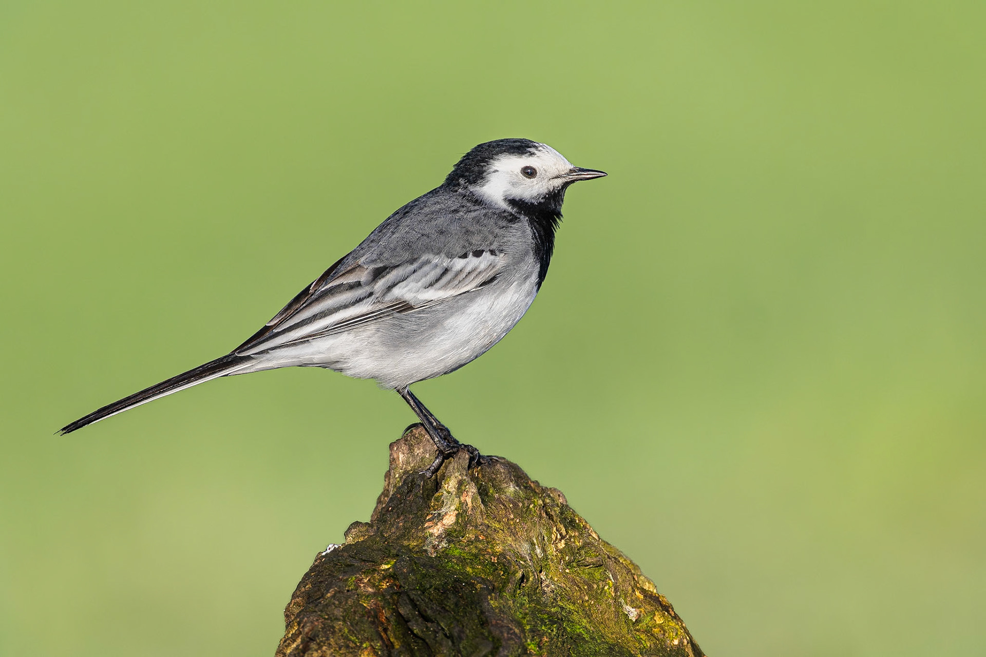 Witte Kwikstaart / White wagtail (Motacilla alba alba)