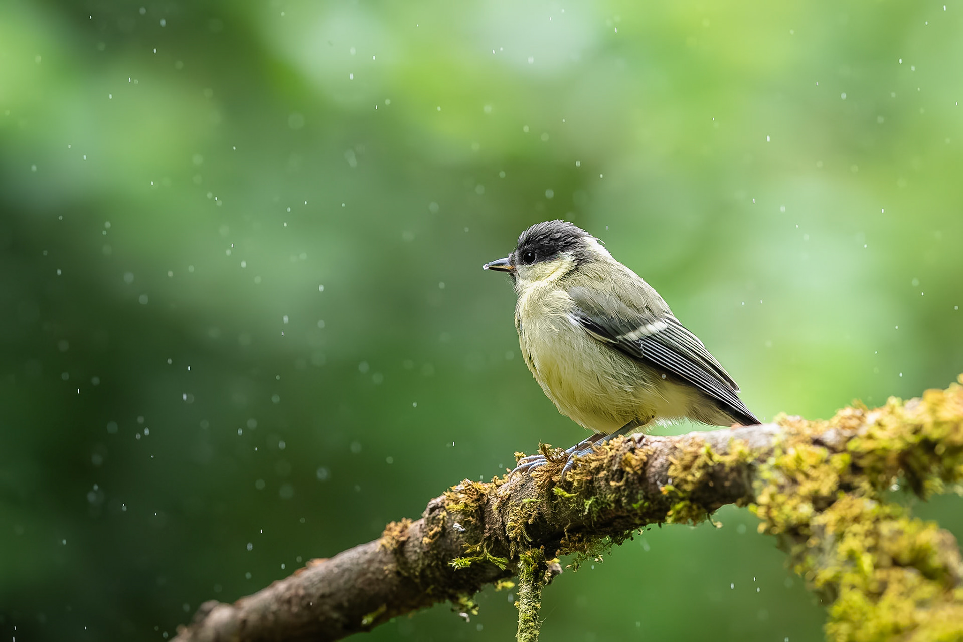 Koolmees / Great tit (Parus major)