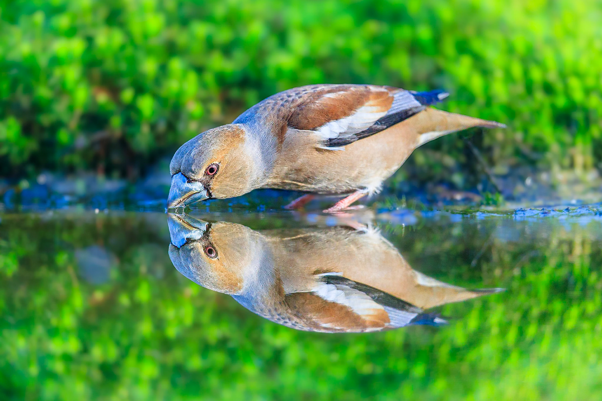 Appelvink / Hawfinch (Coccothraustes coccothraustes)