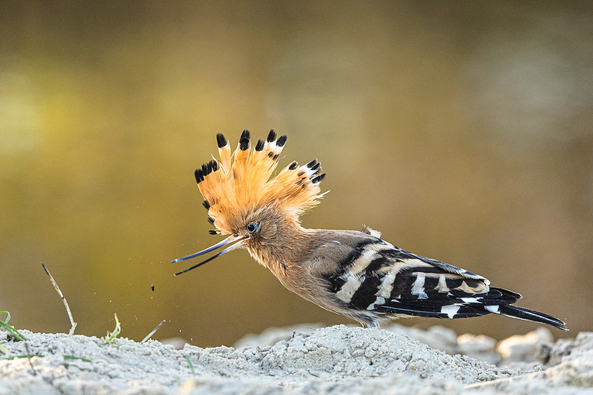 Hop / Hoopoe (Upupa epops)