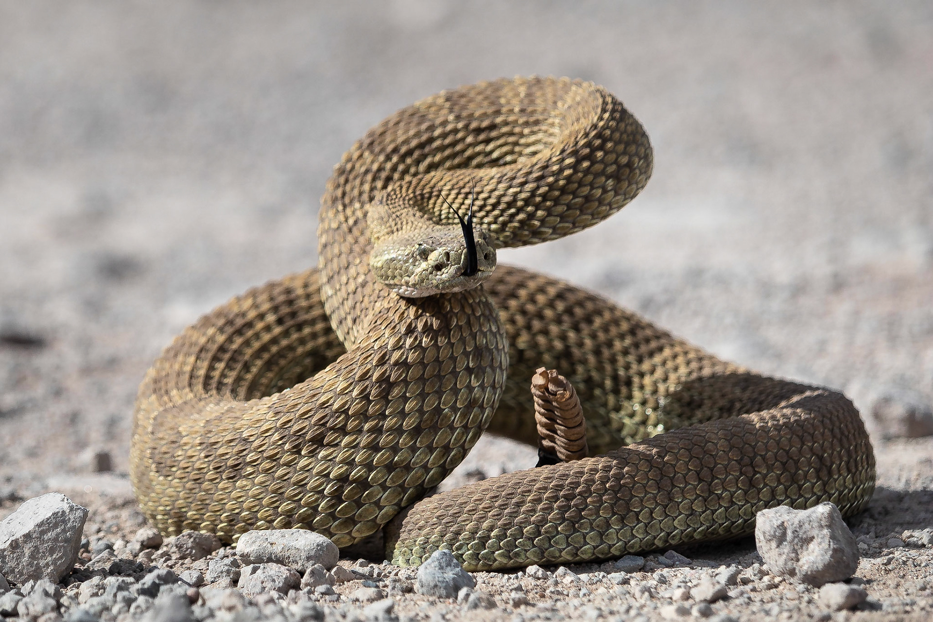 Prairieratelslang / Western rattlesnake (Crotalus viridis)