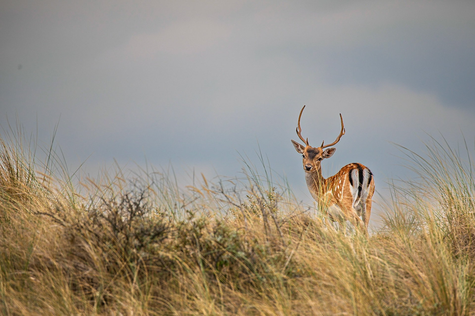 Damhert / Fallow deer (Dama dama)