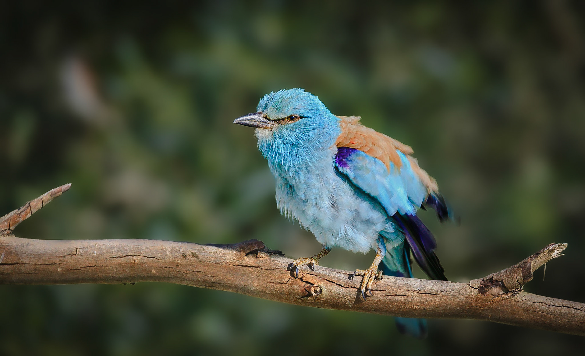 Scharrelaar / European Roller (Coracias garrulus)