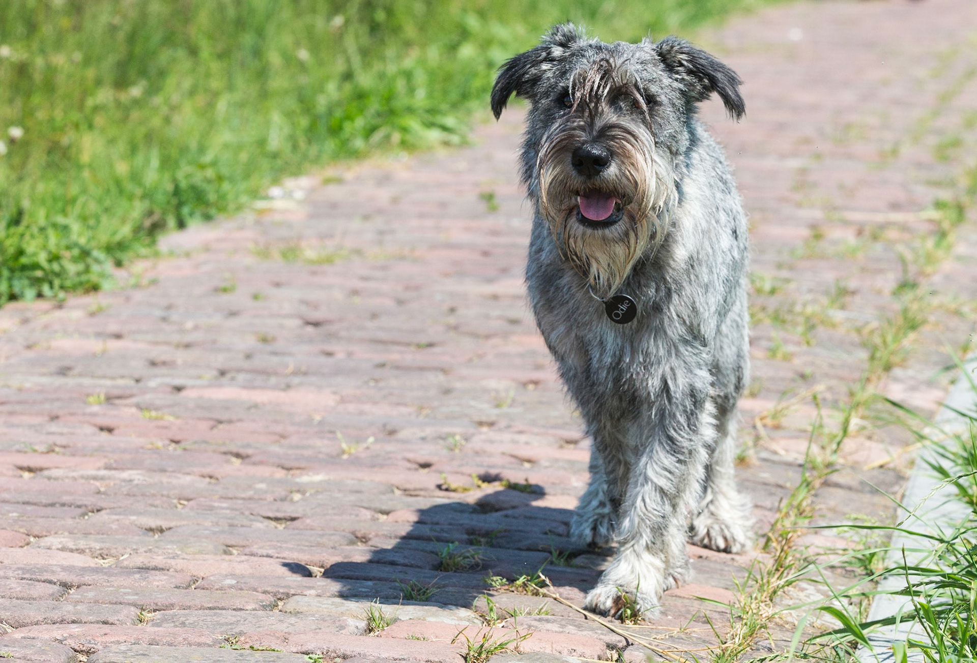 Odie