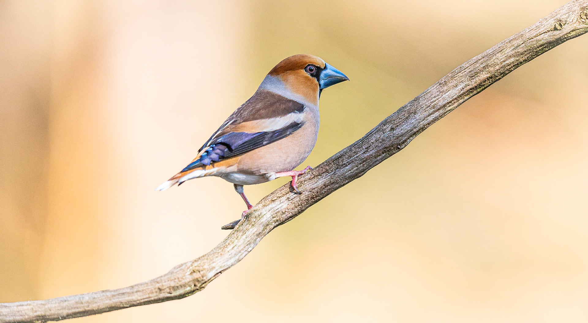 Appelvink / Hawfinch (Coccothraustes coccothraustes)