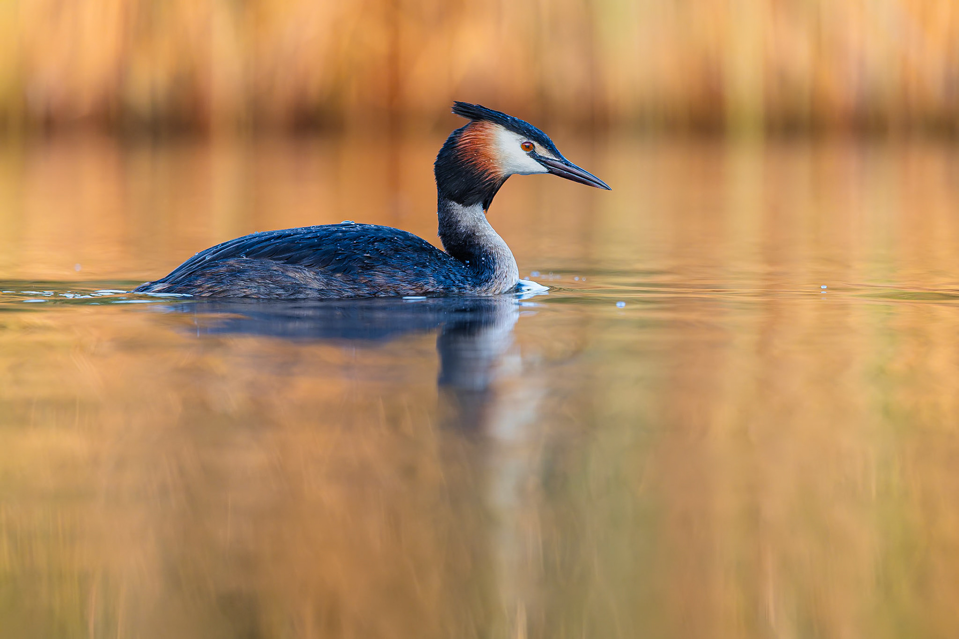 Fuut / Great crested grebe (Podiceps cristatos)