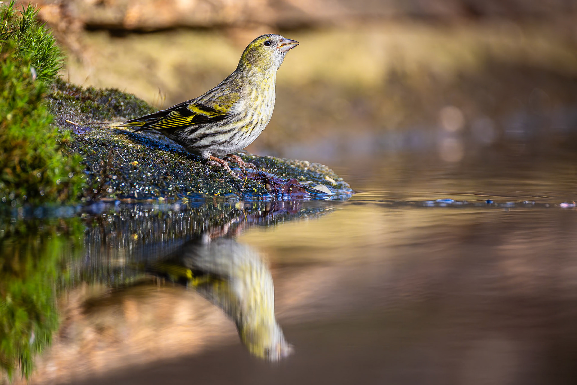 Sijs / Eurasian siskin (Spinus spinus)