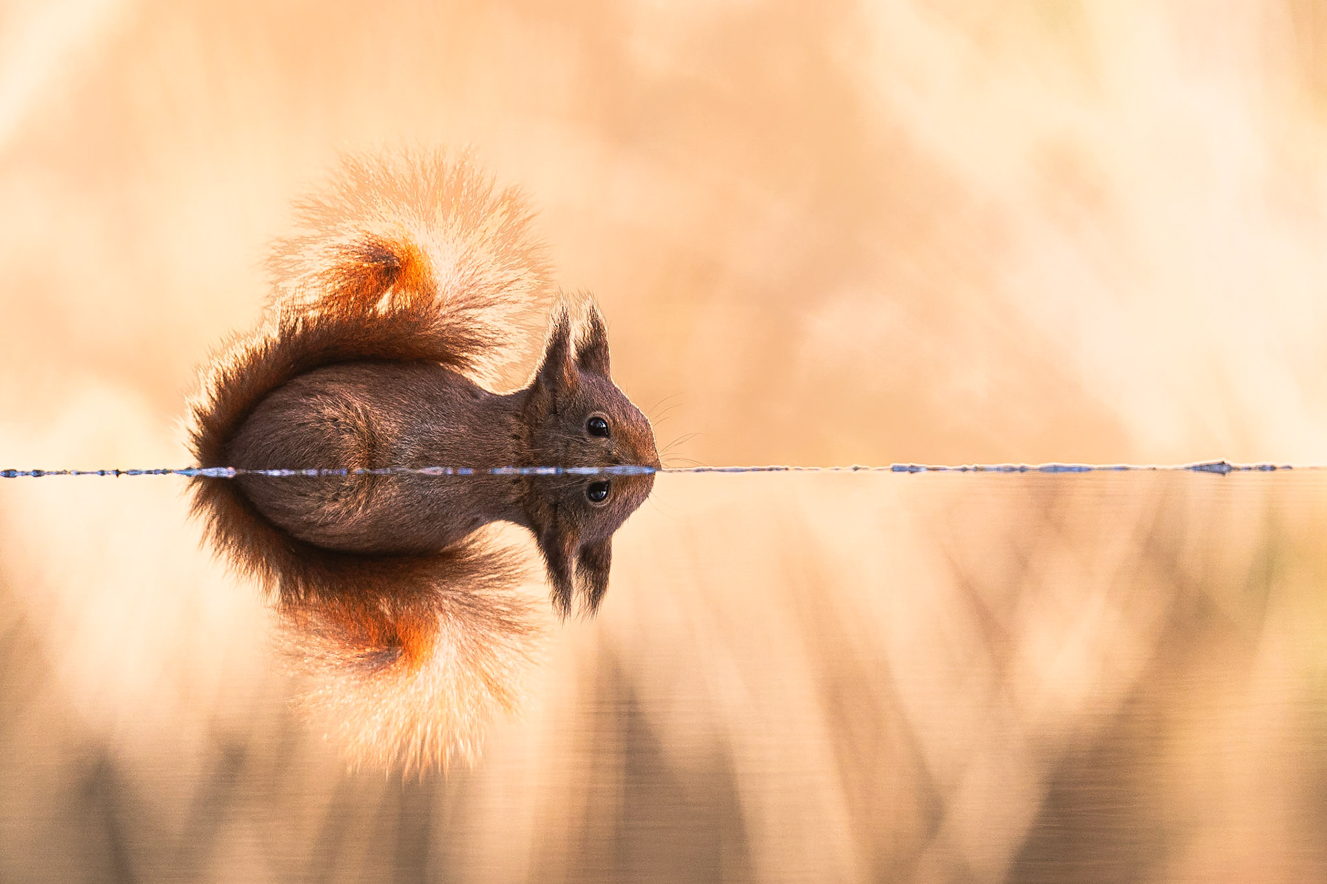 Eekhoorn / Eurasian red squirrel (Sciurus vulgaris)