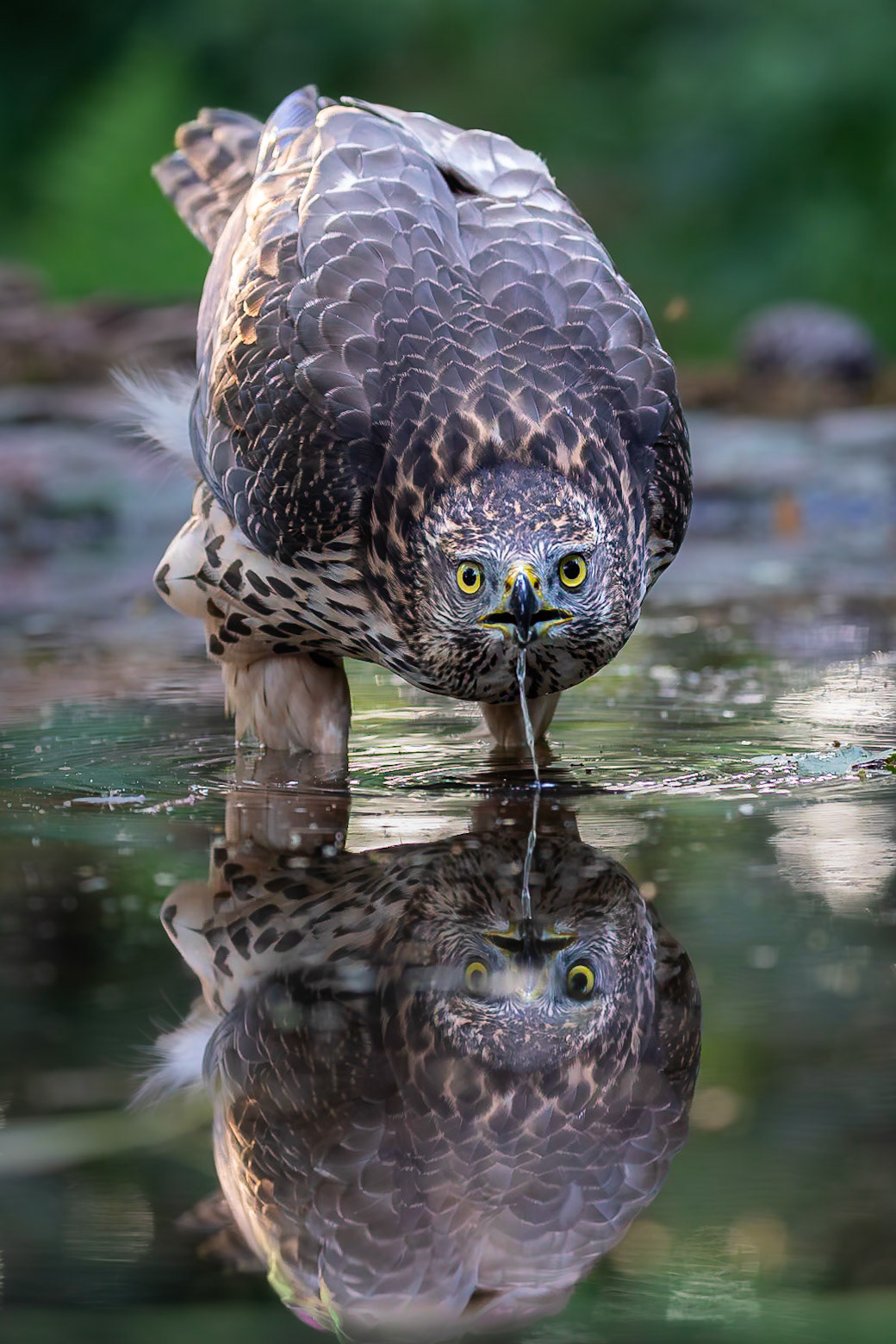 Havik / Northern Goshawk (Accipiter gentilis)