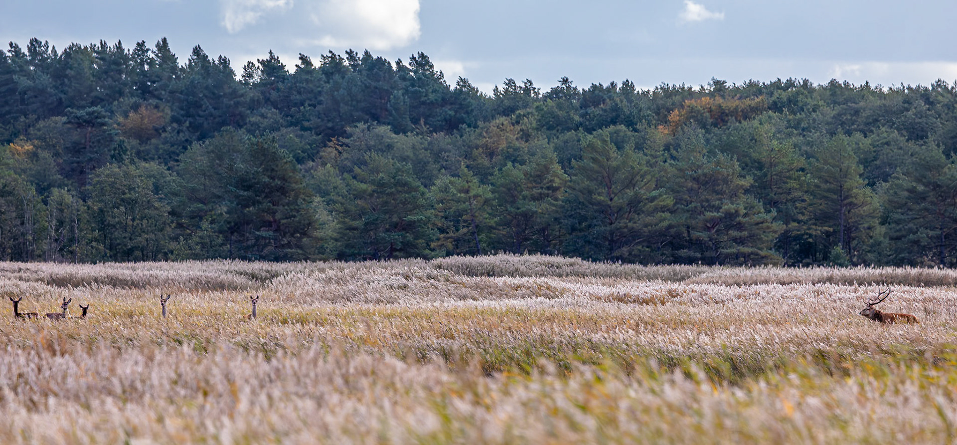 Edelhert / Red Deer  (Cervus elaphus)