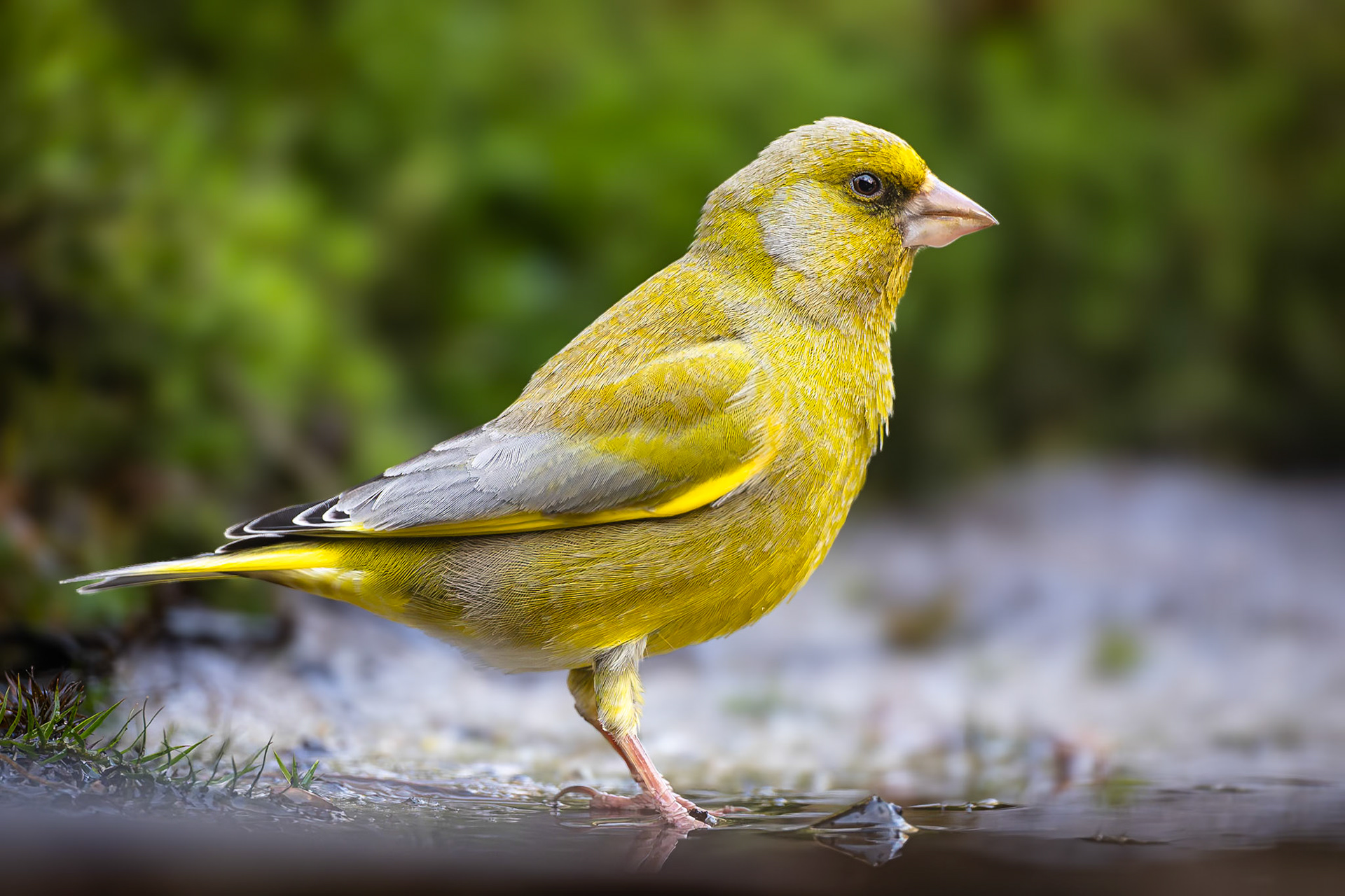 Groenling / European greenfinch (Carduelis chloris)