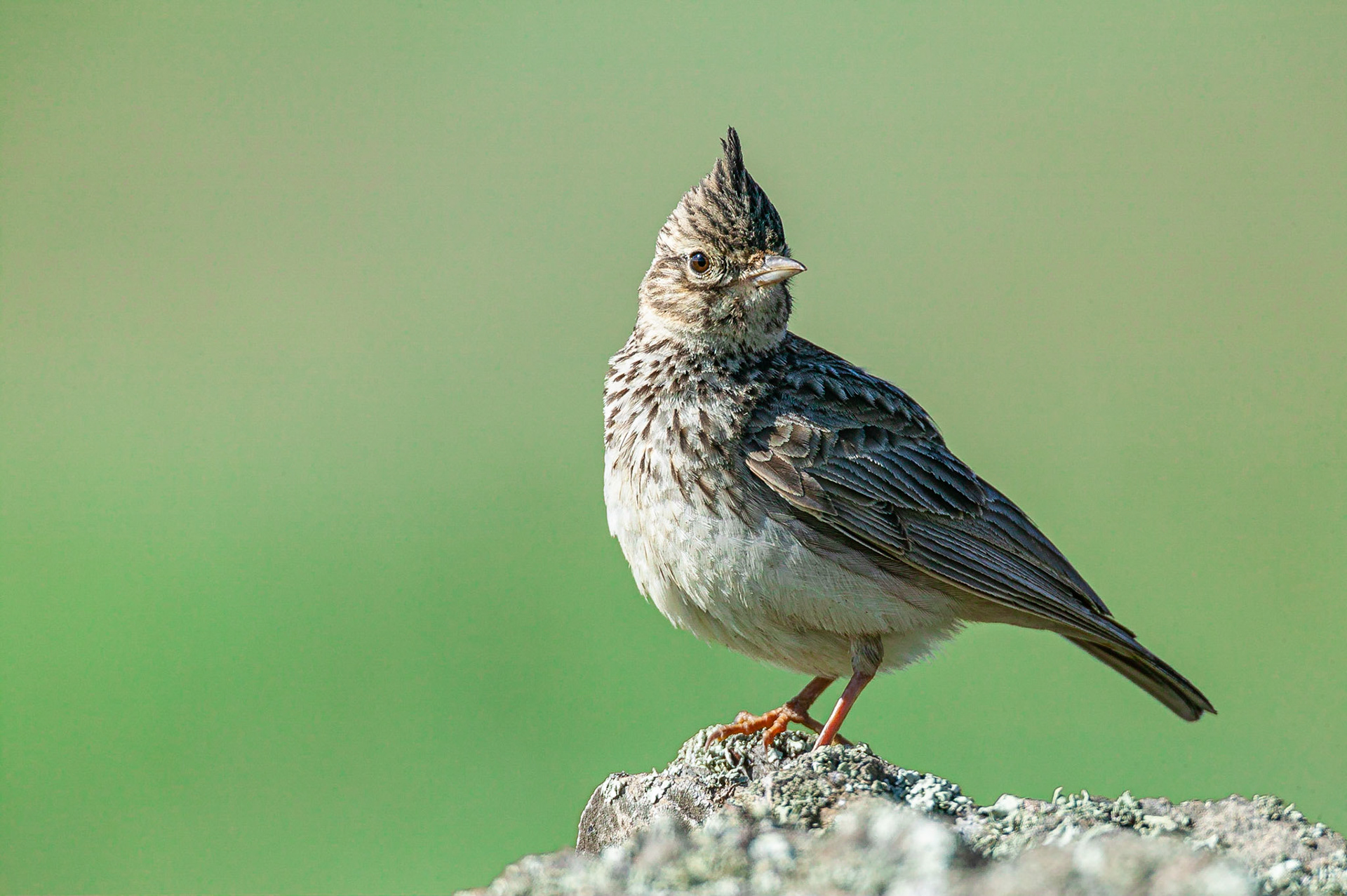 Thekla Leeuwerik / Thekla Lark (Galerida theklae)
