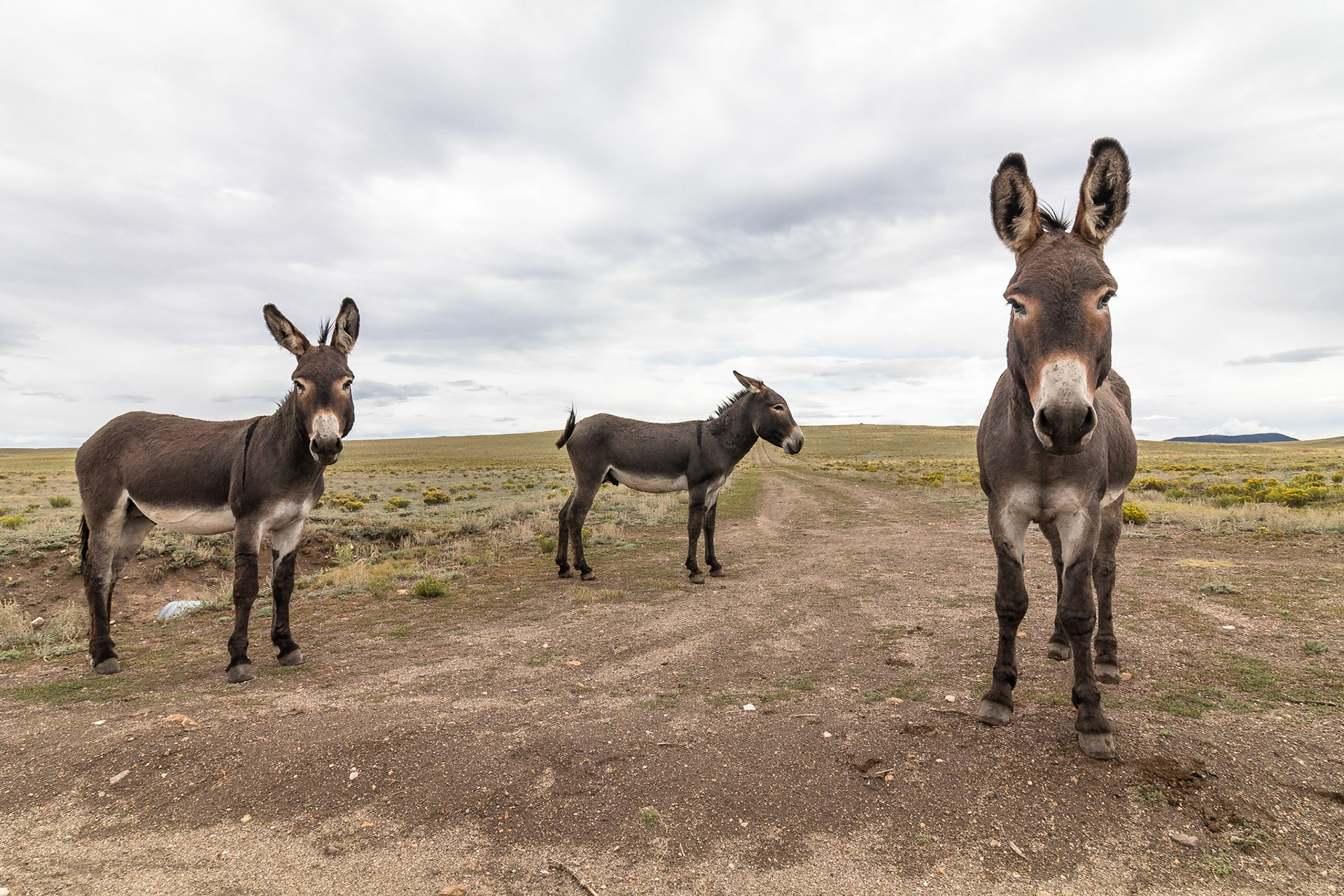 Wild Burro: These are the feral (descended from domestic stock that has gone wild over generations) asses which run wild in the Western part of the United States.