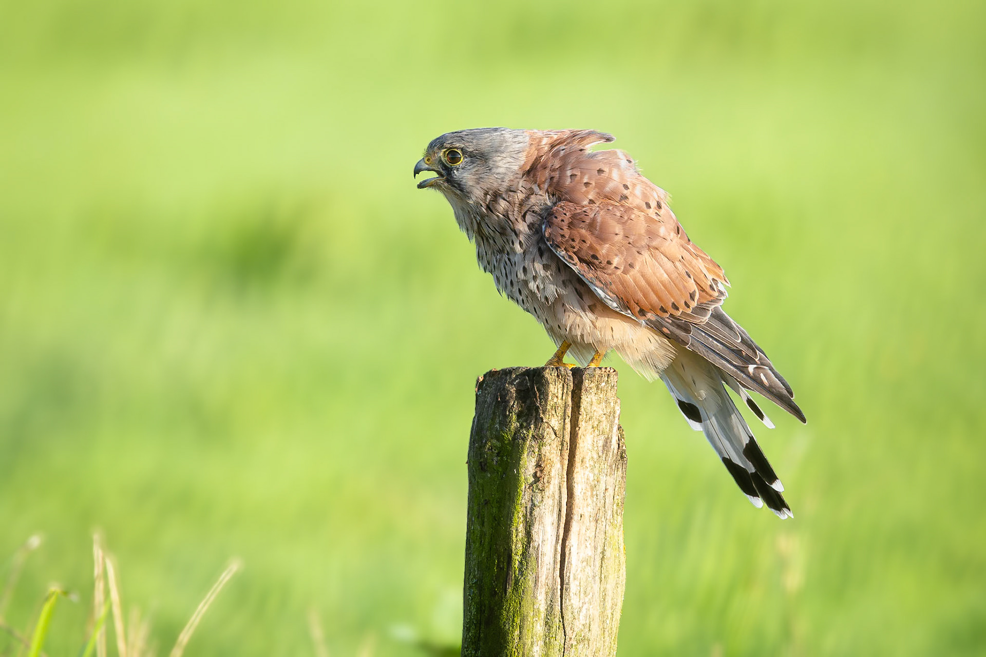 Torenvalk / Common kestrel (Falco tinnunculus)