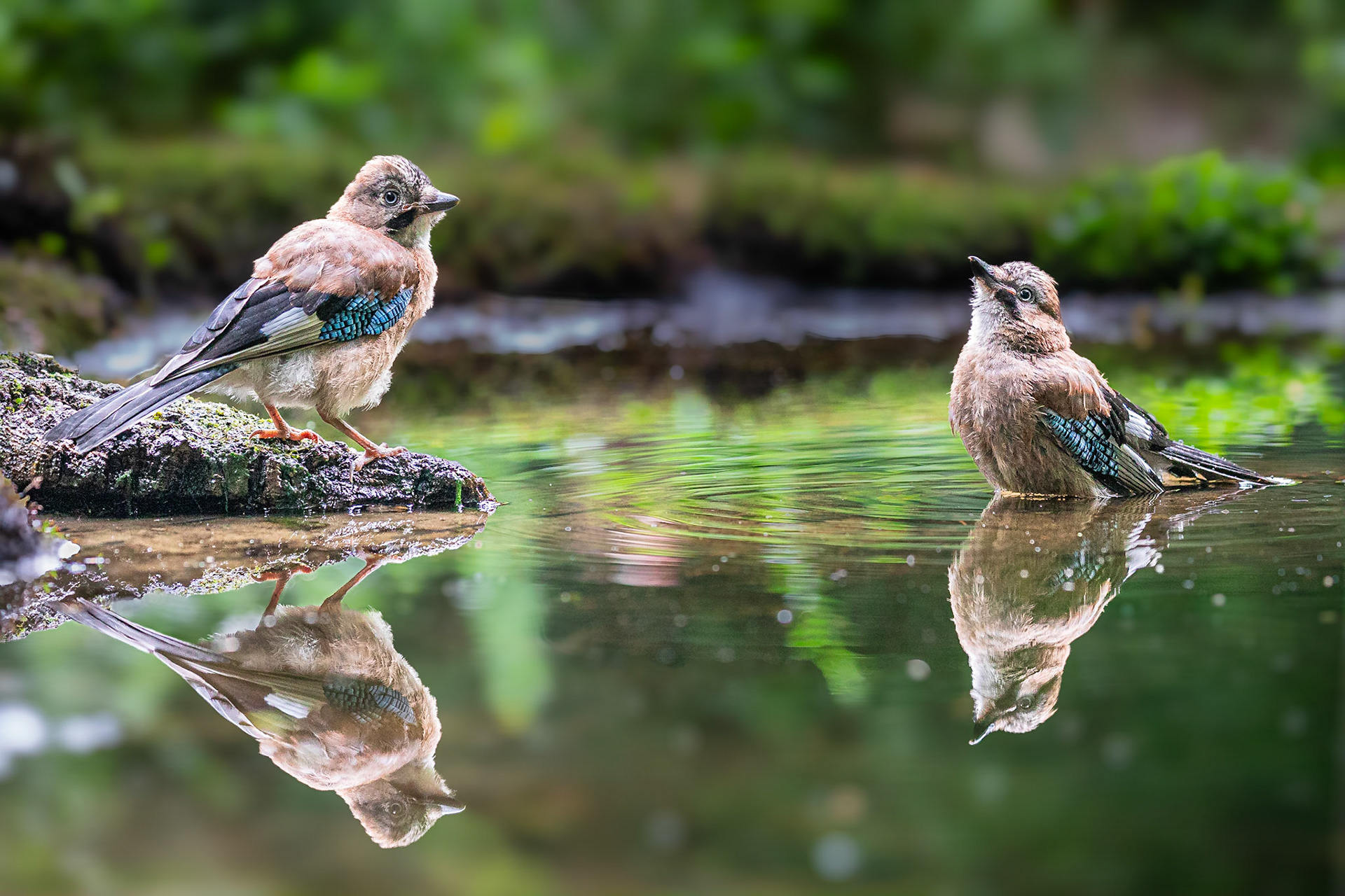 Gaai / Eurasian jay (Garrulus glandarius)