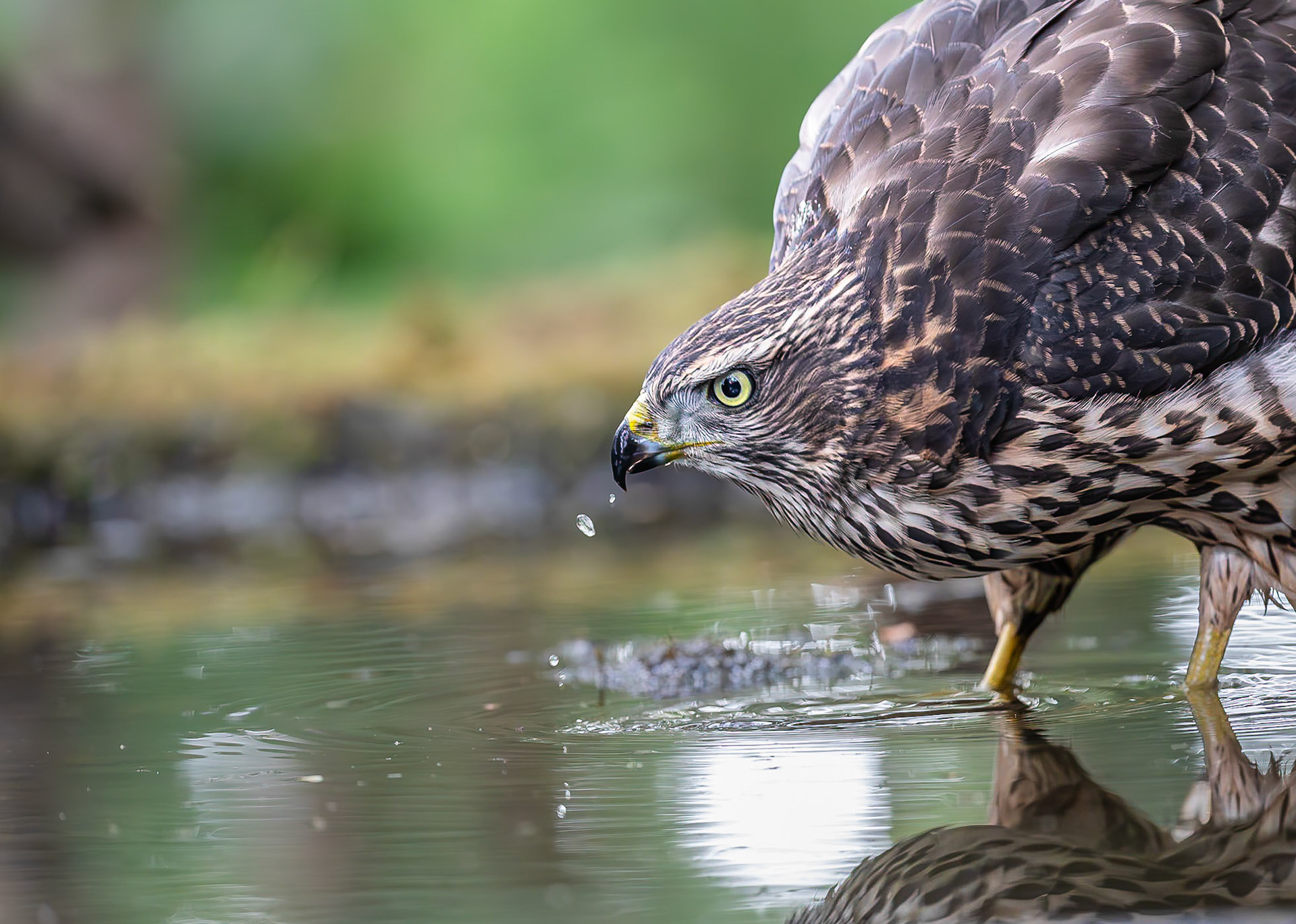 Havik / Northern Goshawk (Accipiter gentilis)