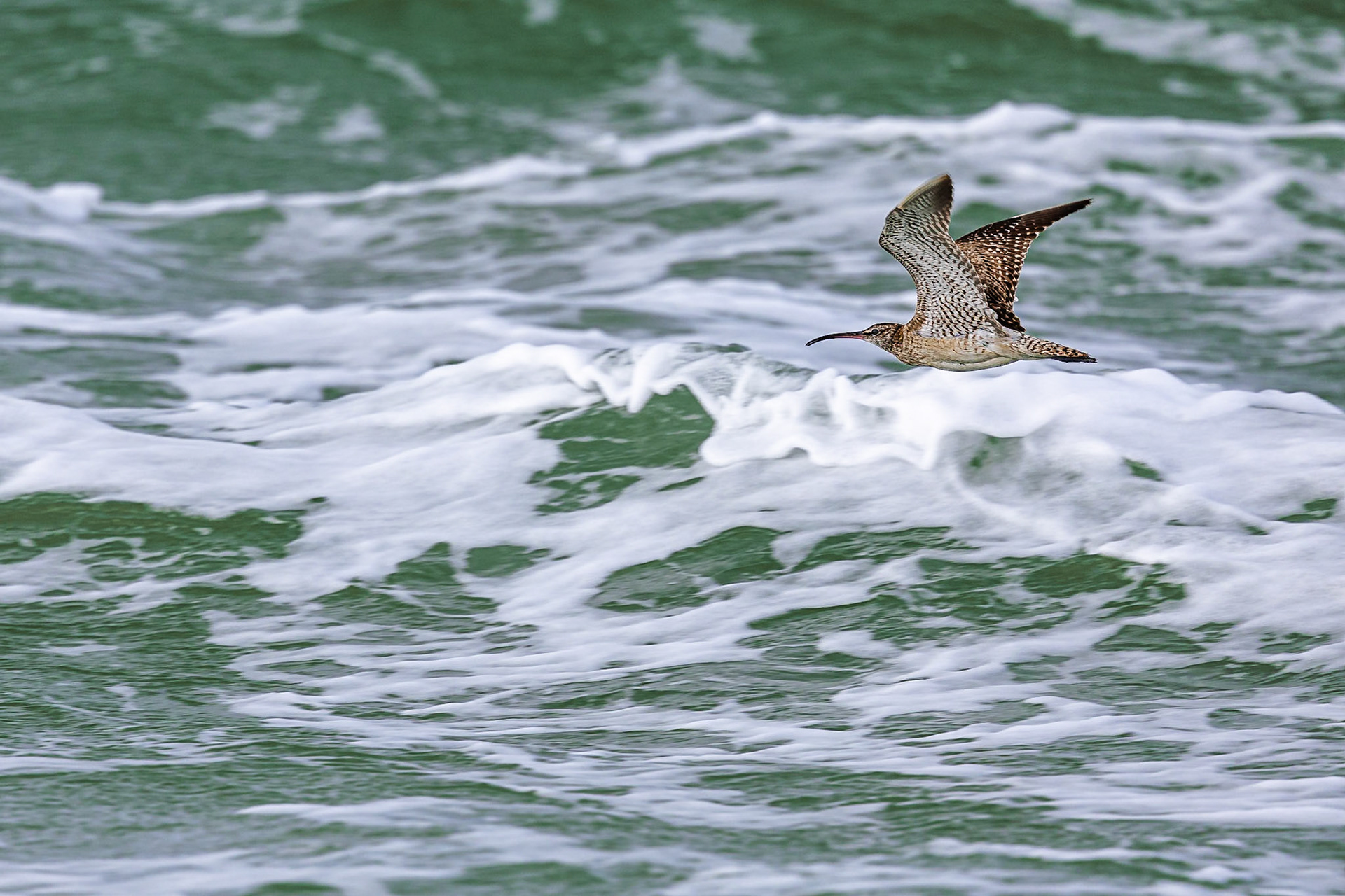 Regenwulp / Eurasian whimbrel (Numenius phaeopus)
