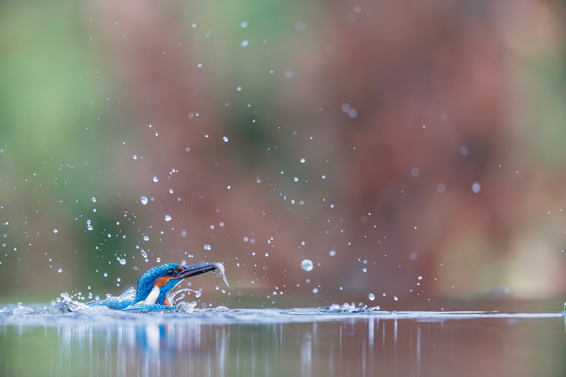 IJsvogel / Common kingfisher (Alcedo atthis)