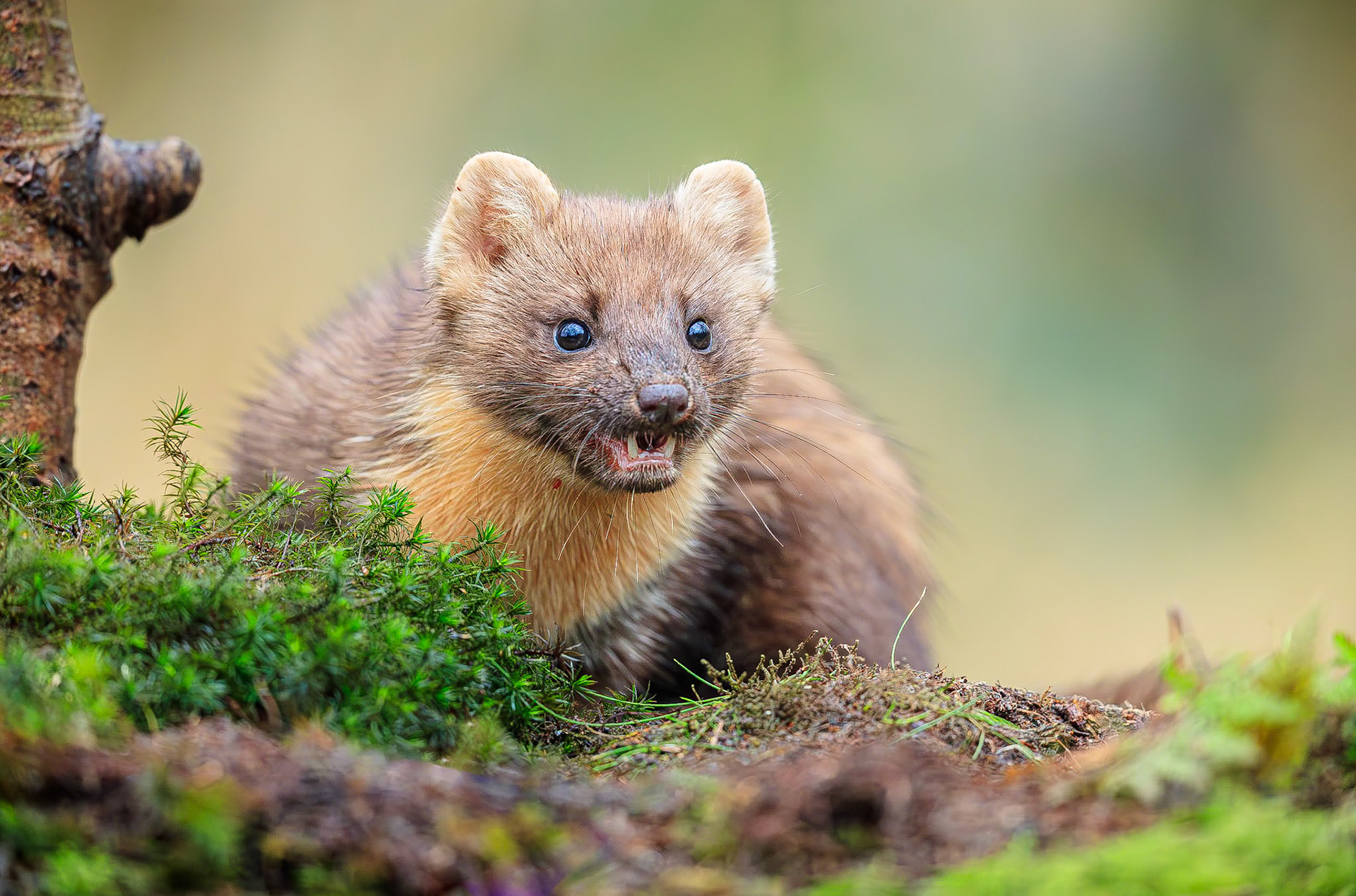 Boommarter / Pine martin (Martes martes)