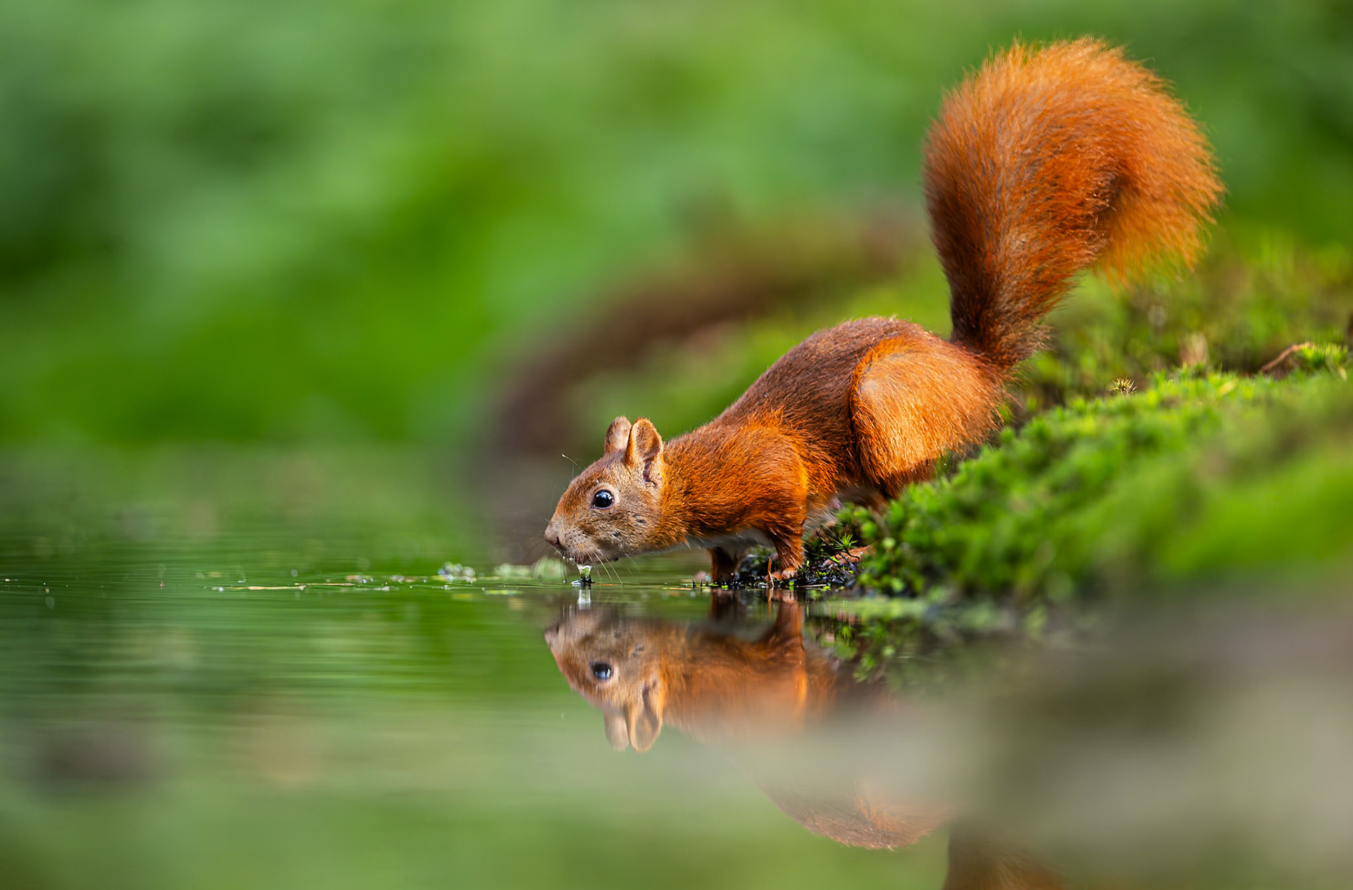 Eekhoorn / Eurasian red squirrel (Sciurus vulgaris)