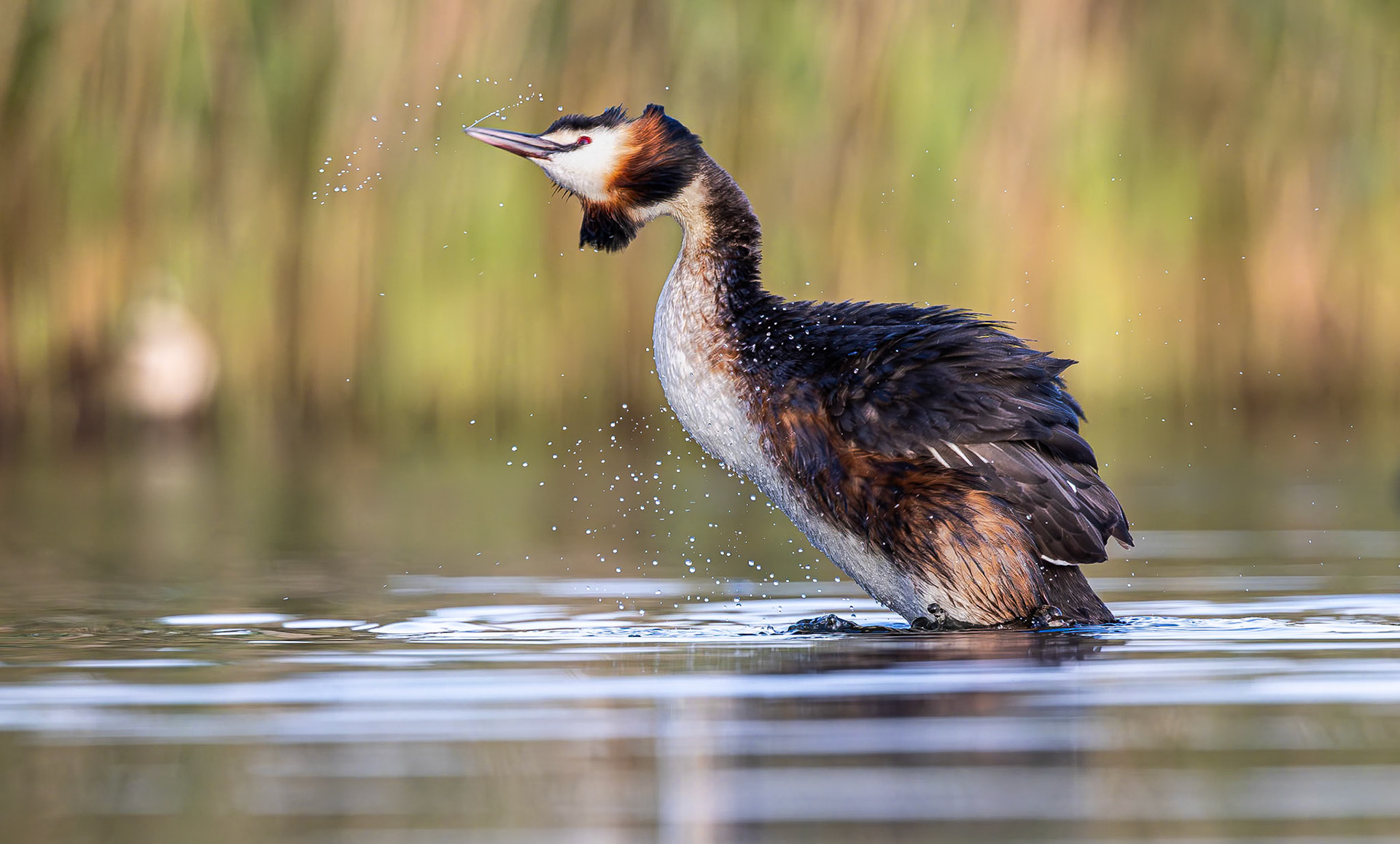 Fuut / Great crested grebe (Podiceps cristatos)