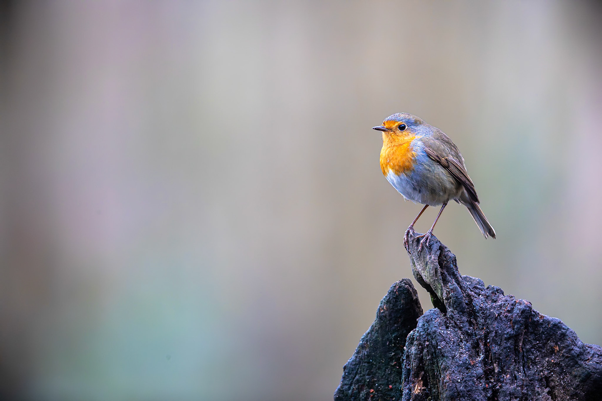 Roodborstje / European Robin (Erithacus rubecula)