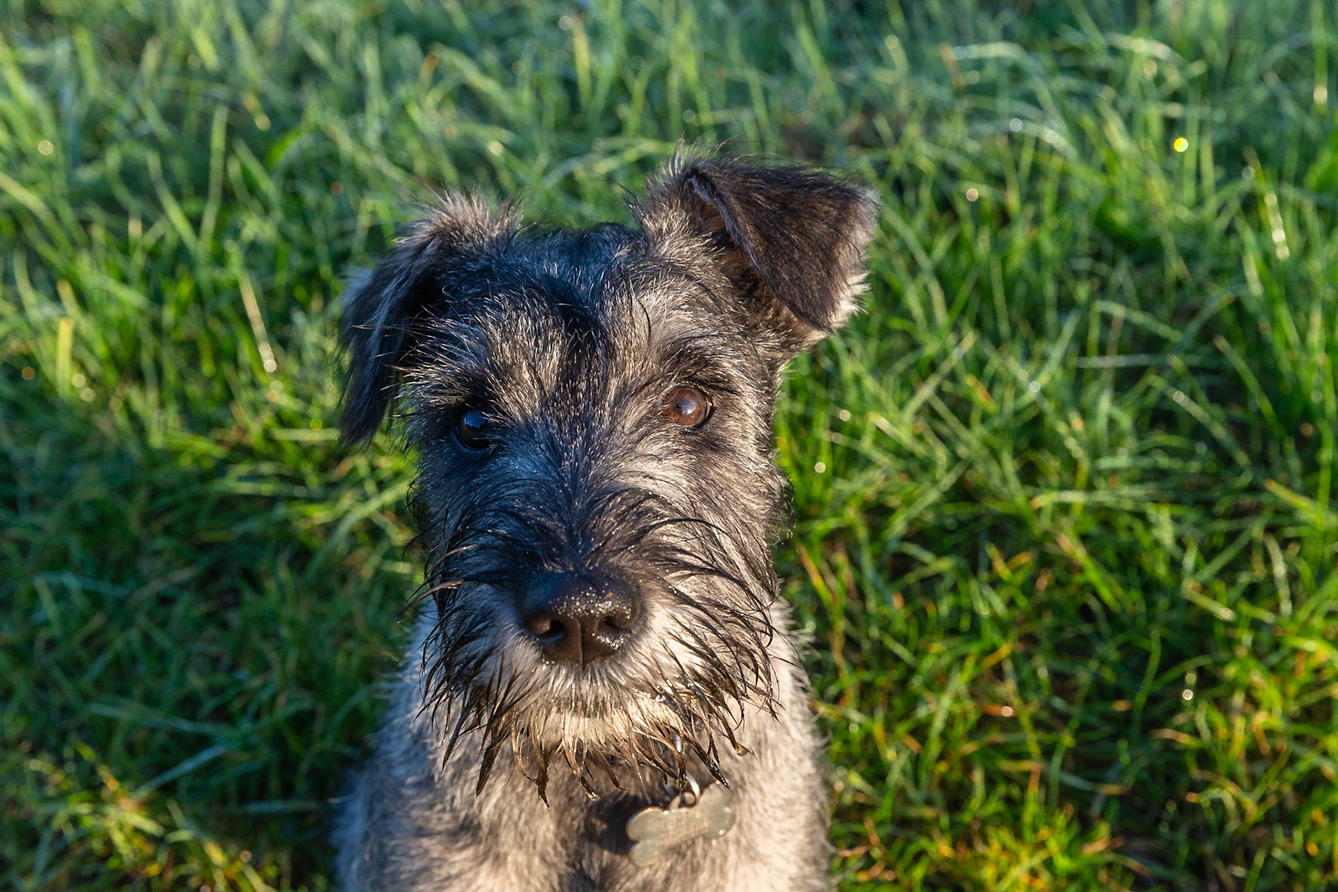 Odie