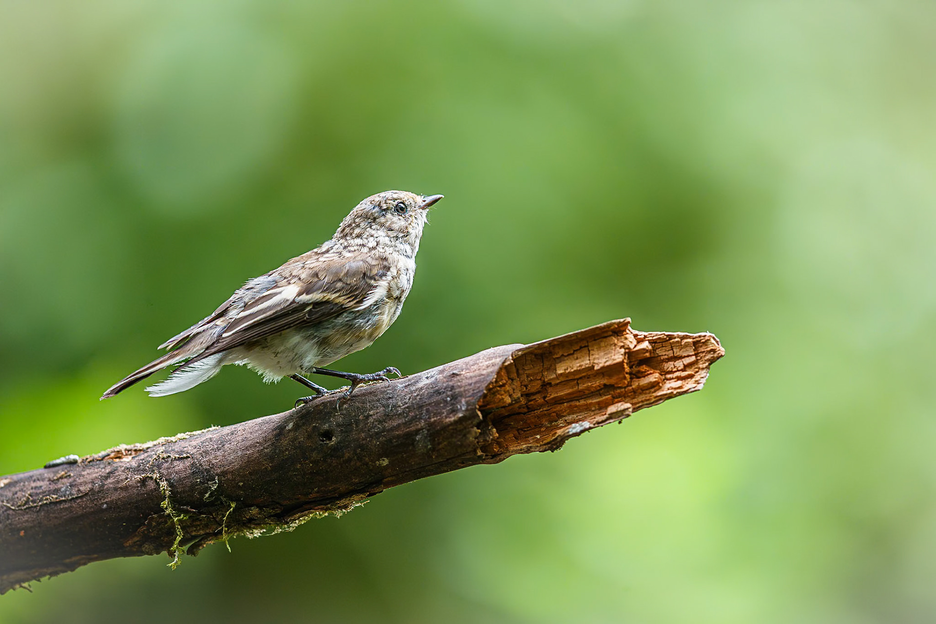Bonte vliegenvanger / European pied flycatcher (Ficedula hypoleuca)