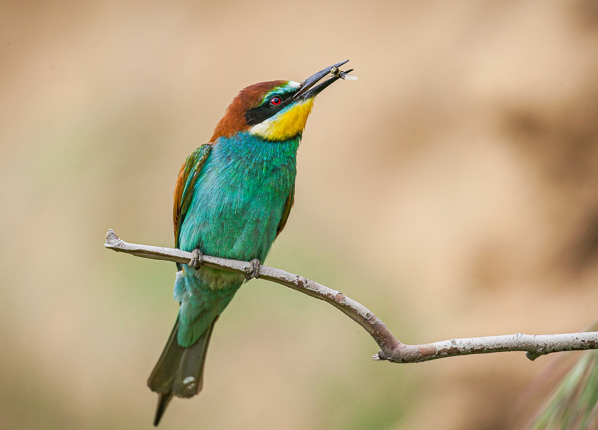 Europese Bijeneter / European Bee-eater (Merops apiaster)