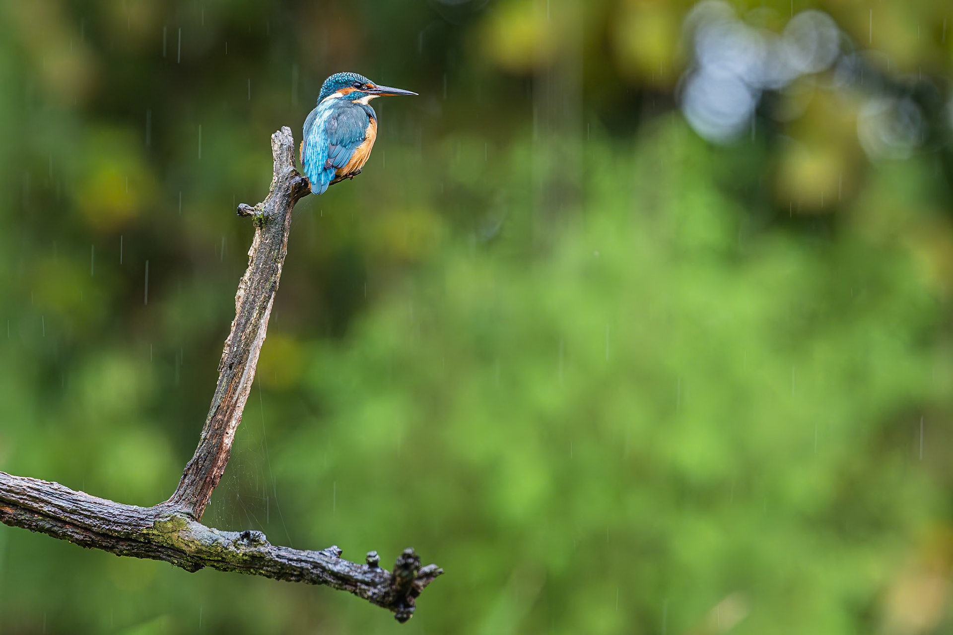 IJsvogel / Common kingfisher (Alcedo atthis)
