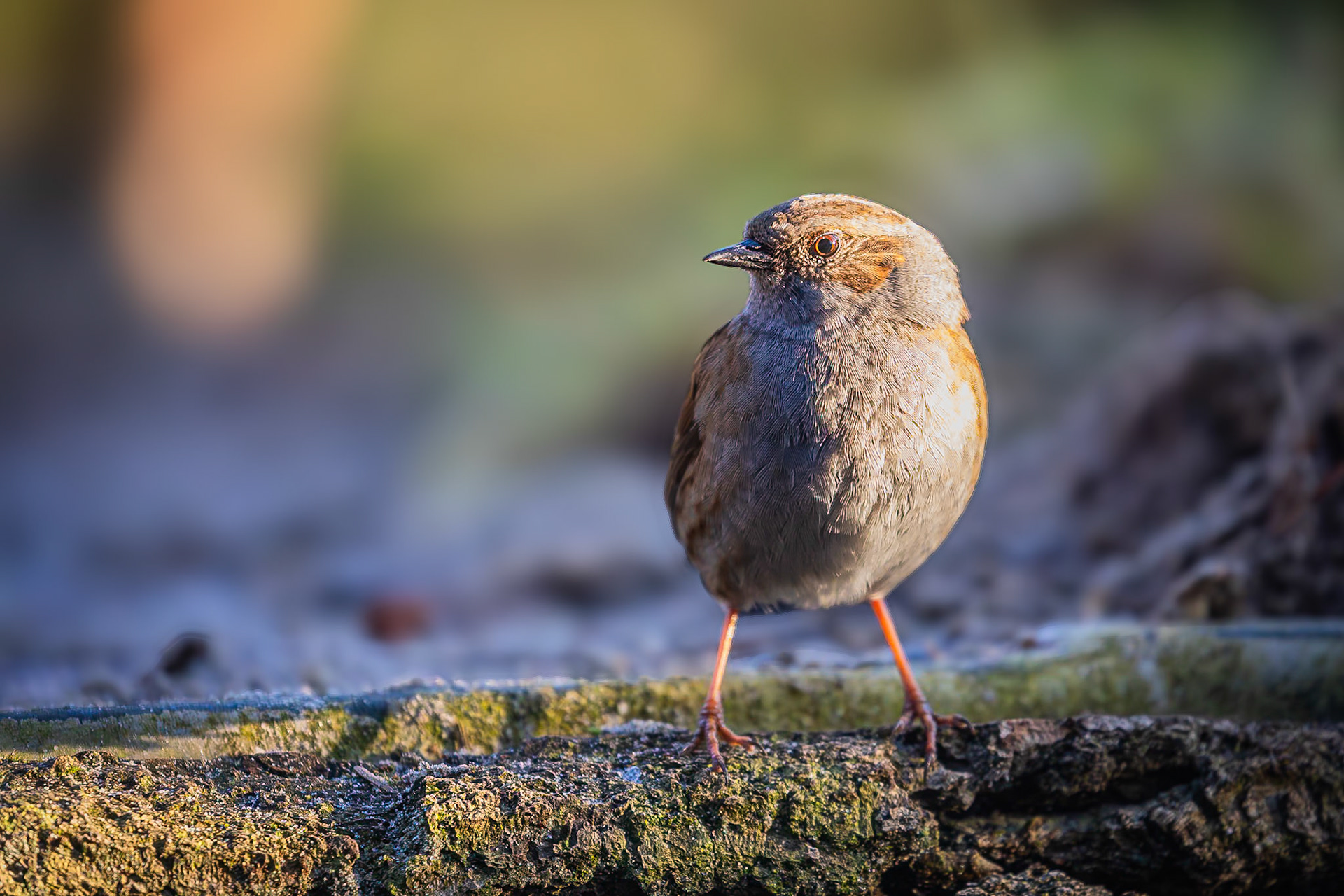 Heggenmus / Dunnock (Prunella modularis)