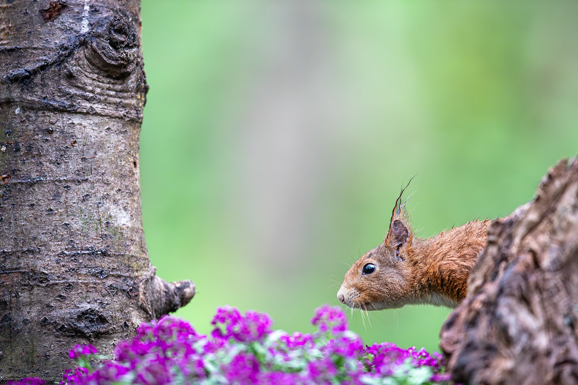 Eekhoorn / Eurasian red squirrel (Sciurus vulgaris)