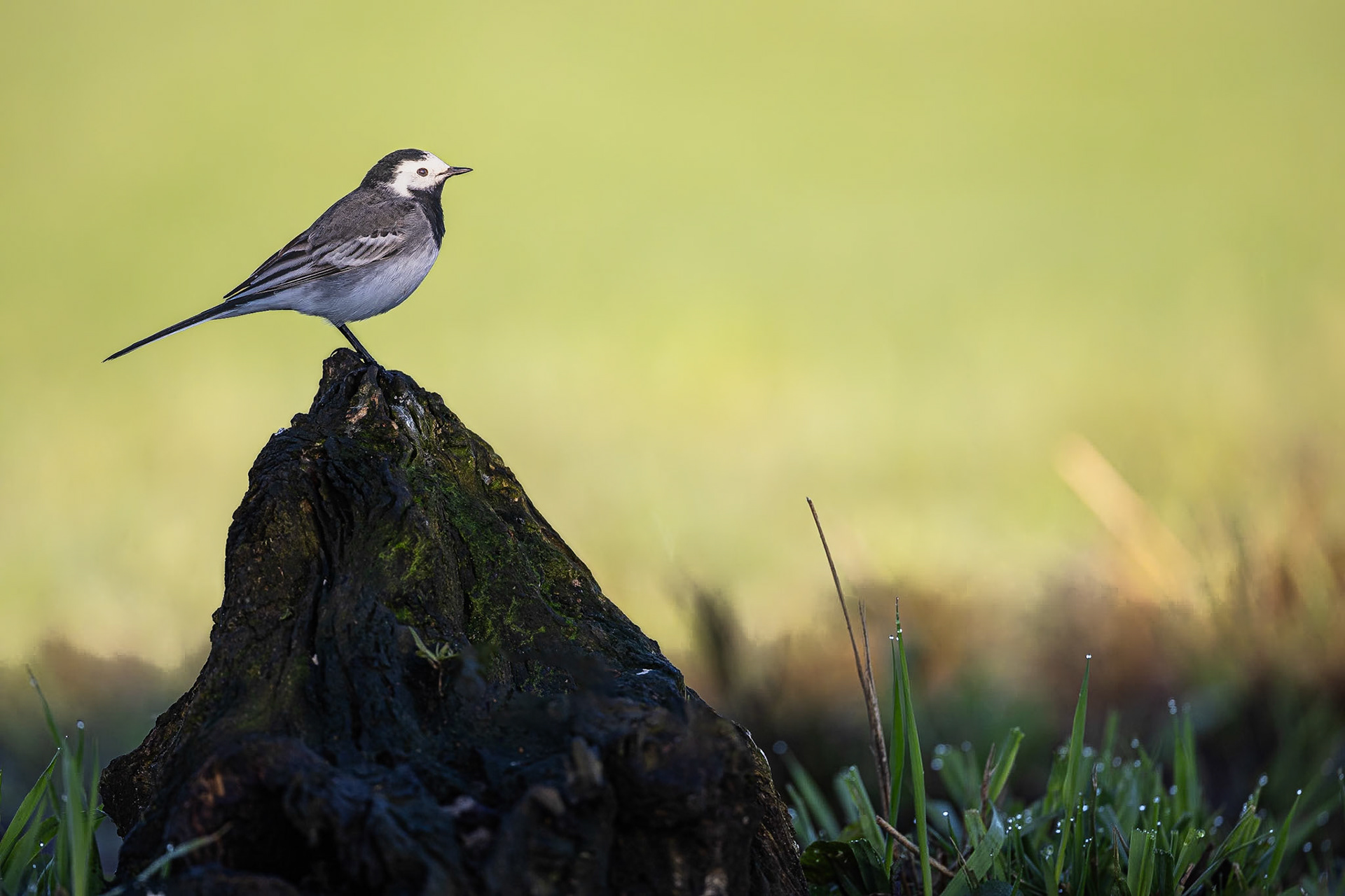 Witte Kwikstaart / White wagtail (Motacilla alba alba)