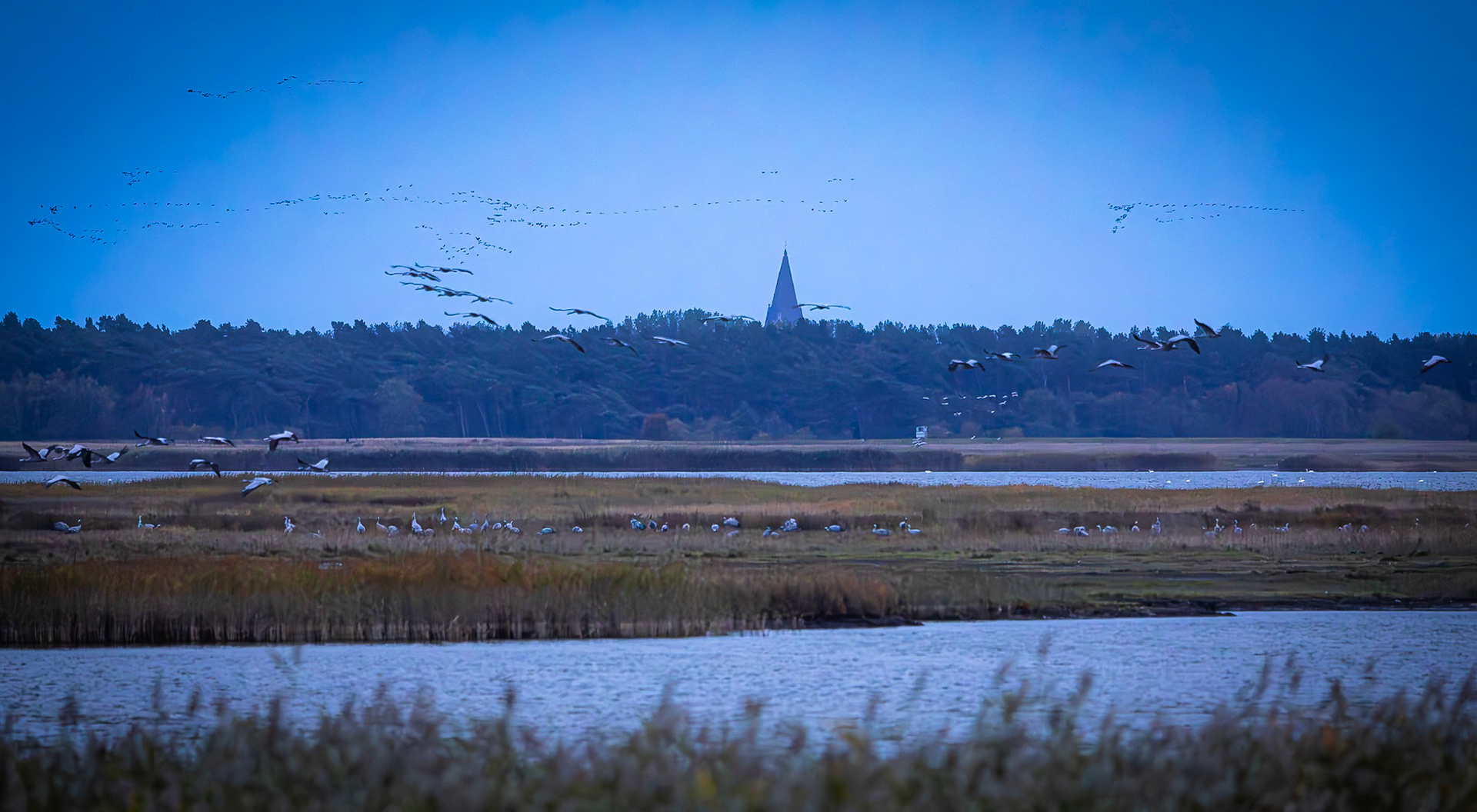 Kraanvogel / Common Crane (Grus grus)