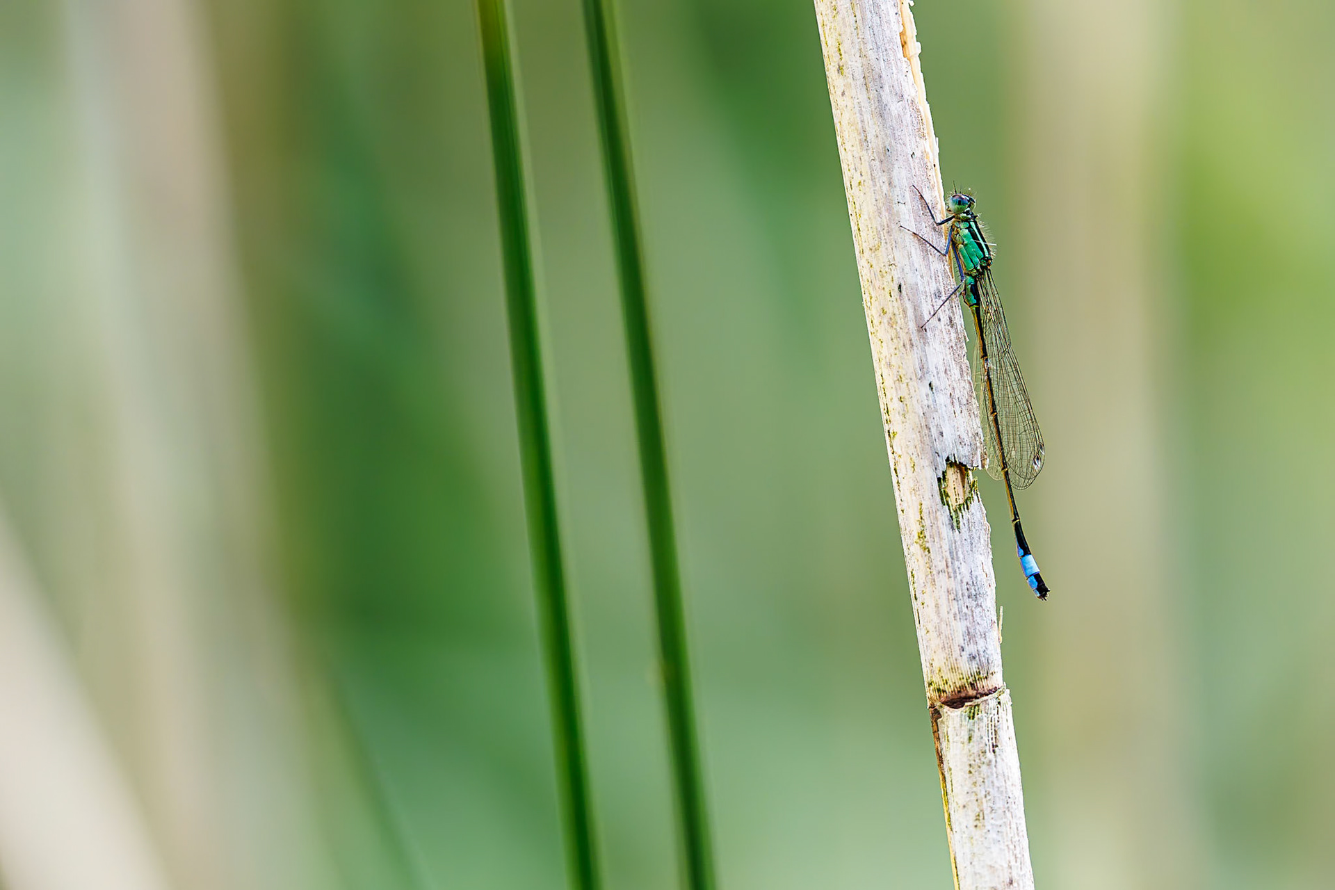 Lantaarntje / Blue-tailed damselfly (Ischnura elegans)