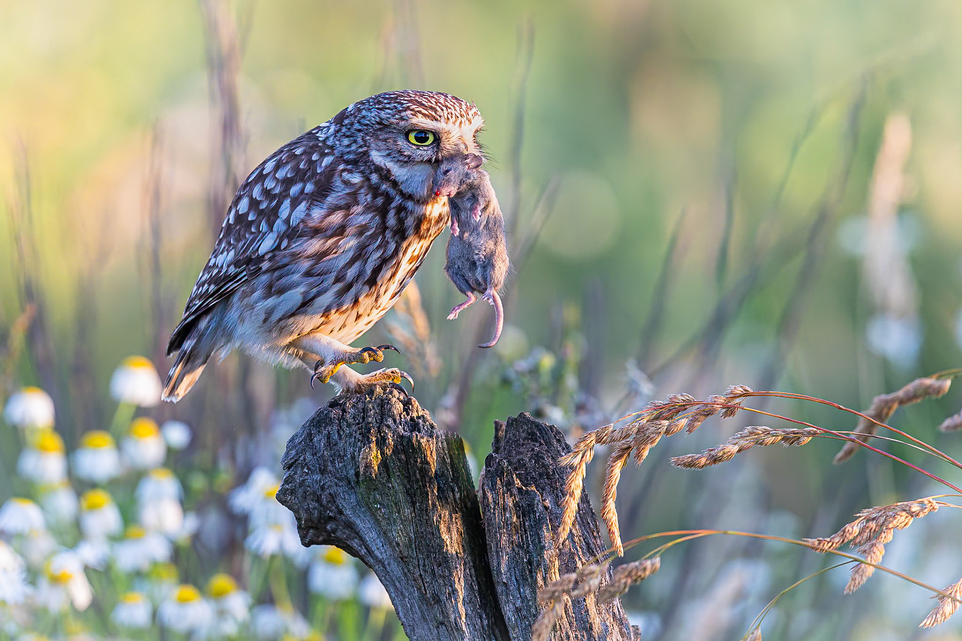 Steenuil / Little Owl (Athene noctua)