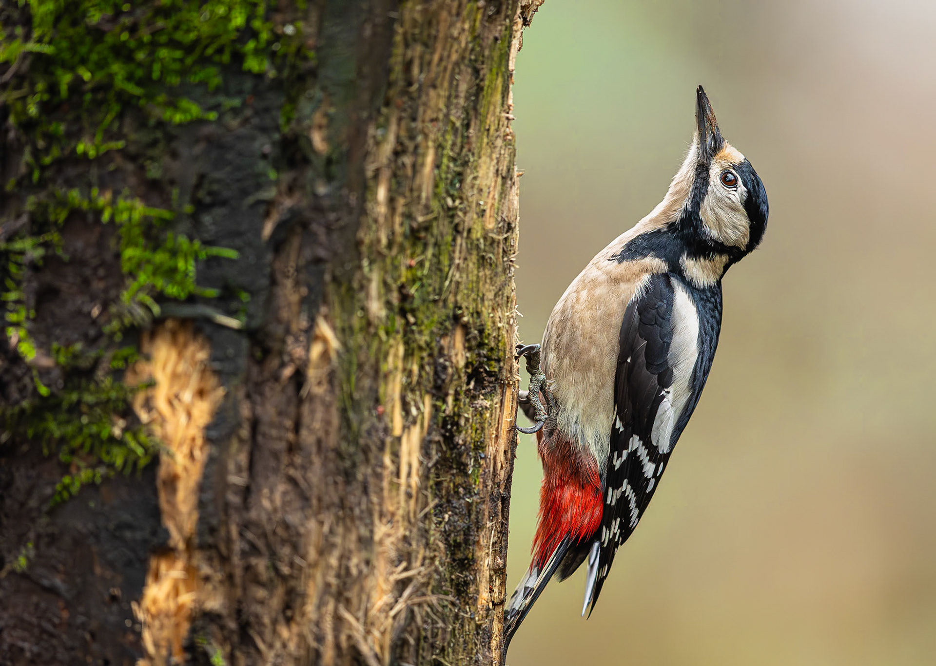 Grote bonte specht / Great spotted woodpecker (Dendrocopos major)