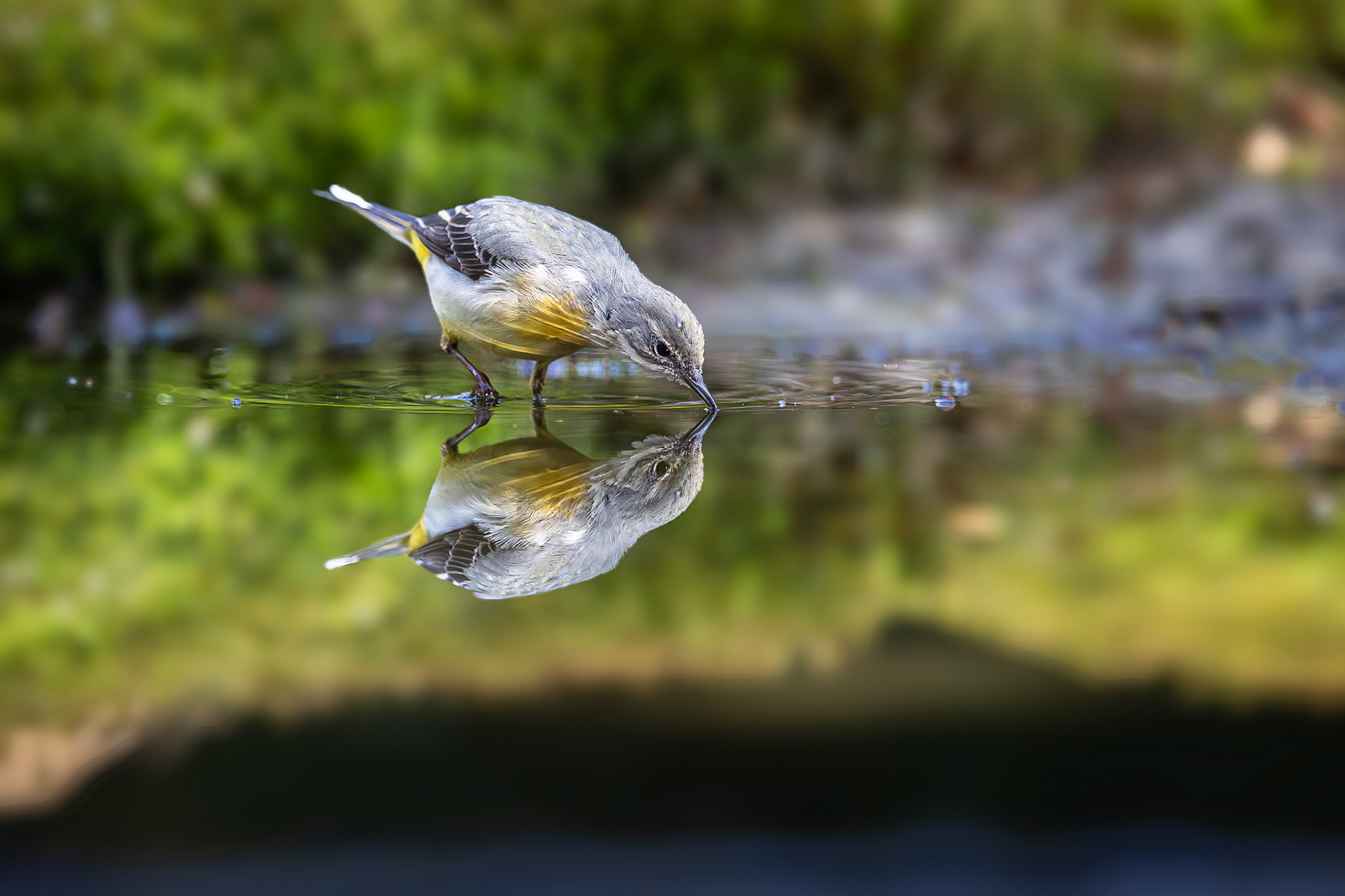 Grote Gele Kwikstaart / Grey Wagtail (Motacilla cinerea)