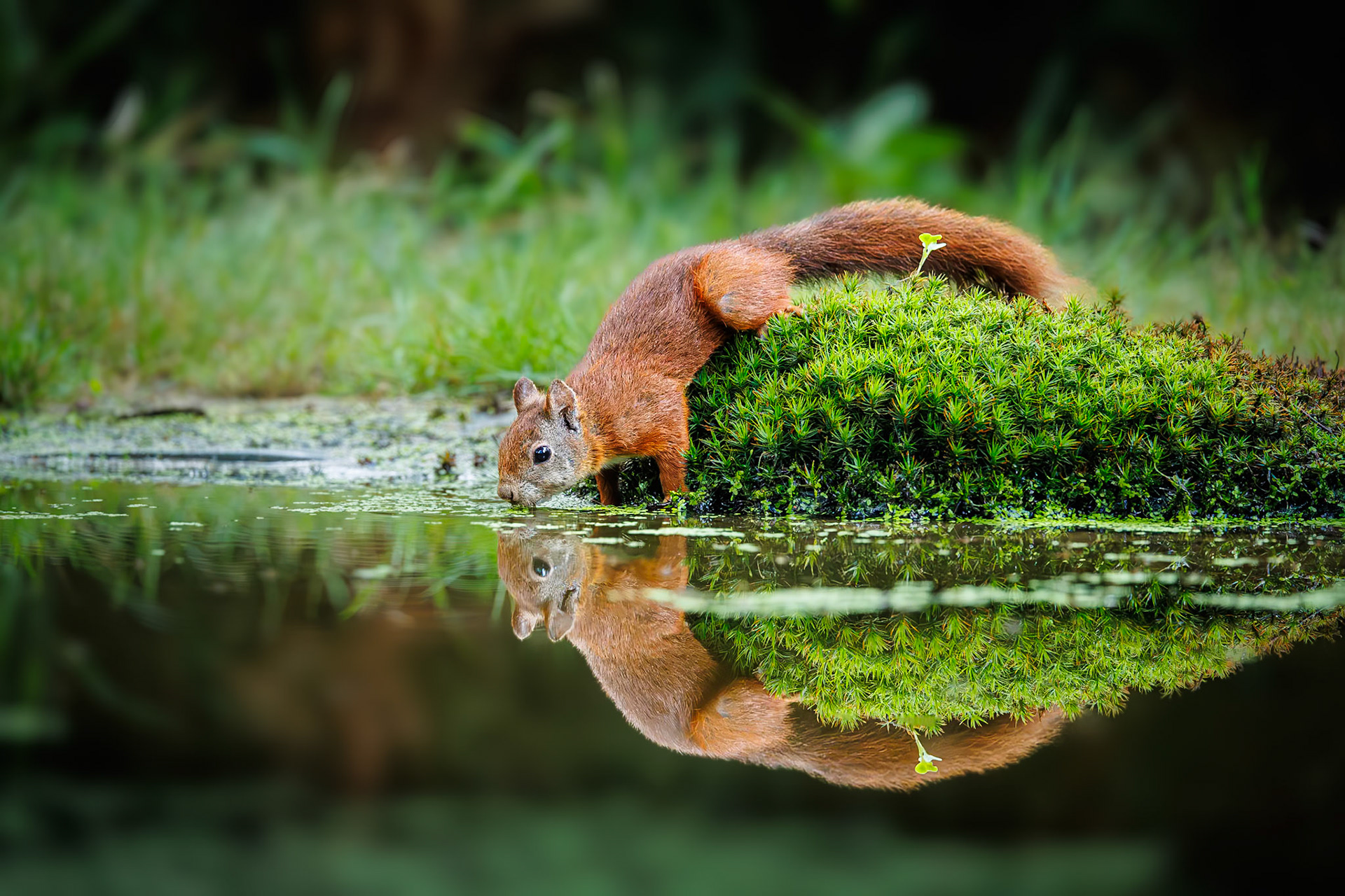 Eekhoorn / Eurasian red squirrel (Sciurus vulgaris)